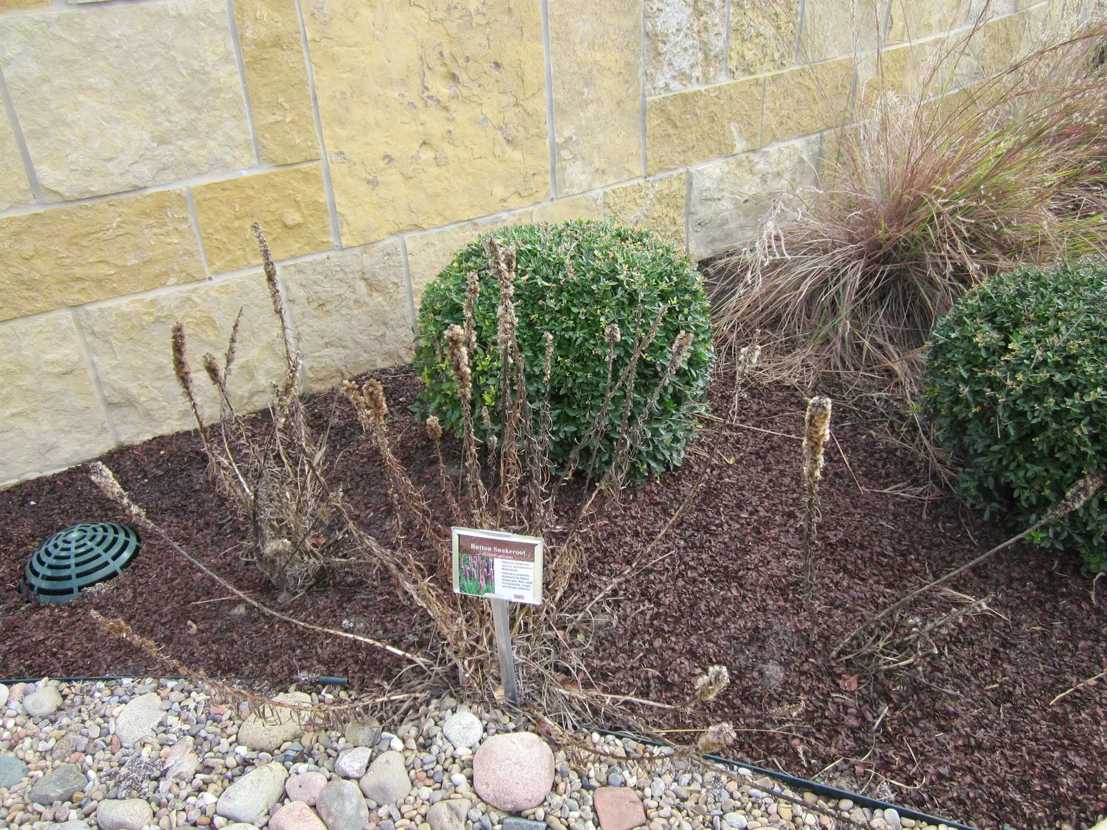 Spike Gayfeather, Blazing Star (Liatris Spicata) — offering a low-maintenance option for the landscape; giving it a distinctive appearance.<br><br>Hardy in