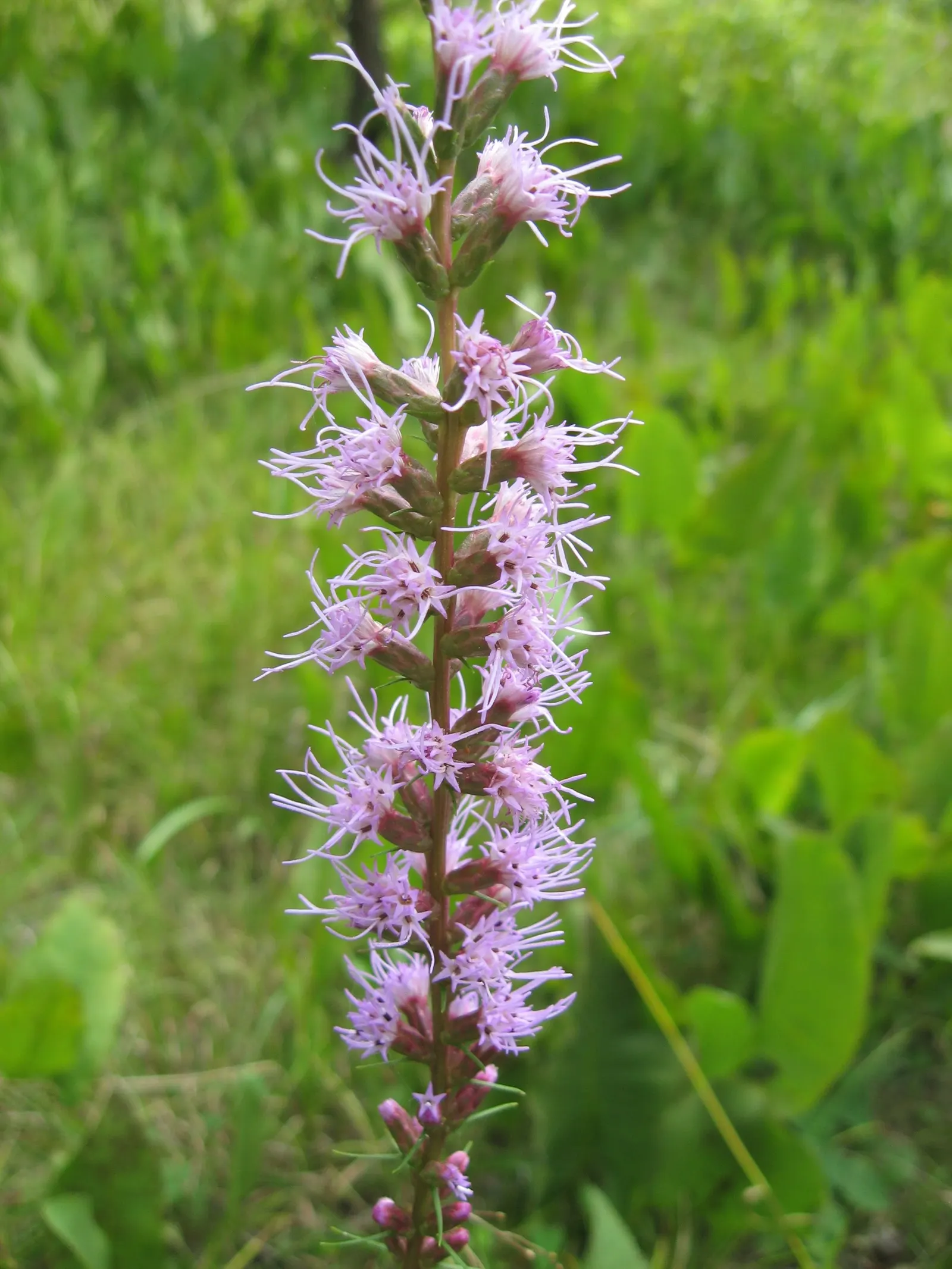 Spike Gayfeather, Blazing Star (Liatris Spicata) — enhancing the ecological value of their space; spacing is typically 12-15 inches apart, image 75