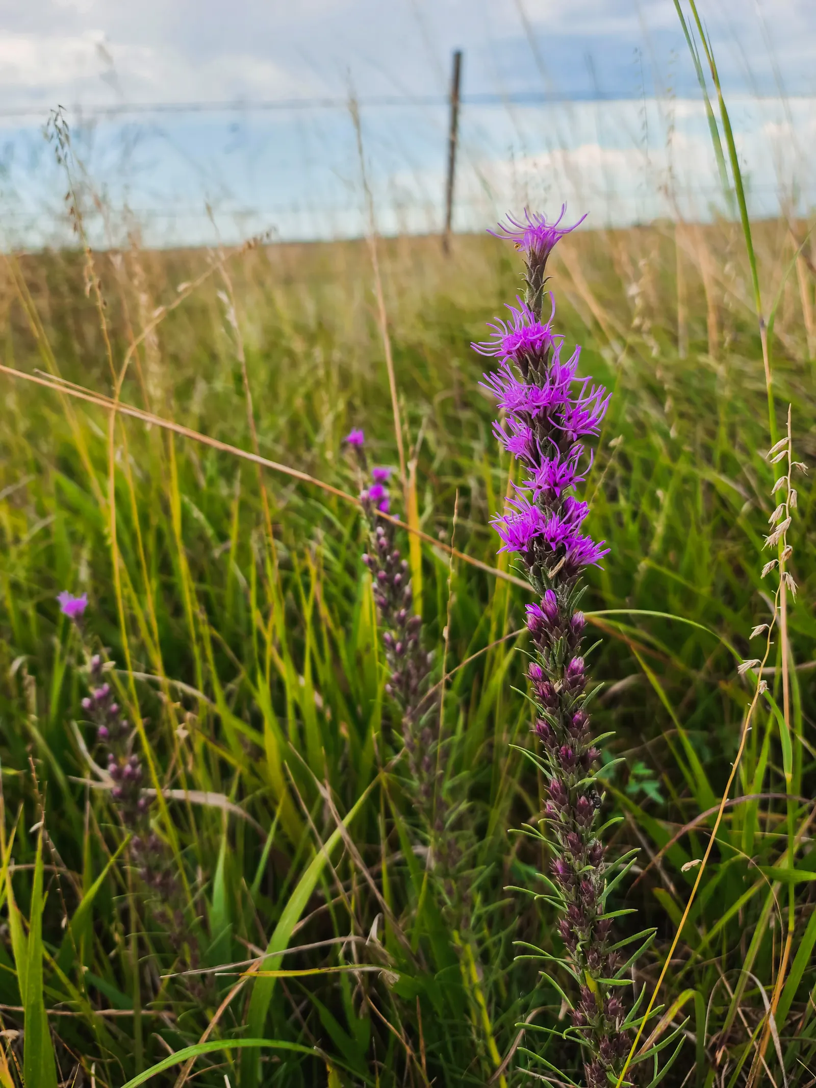 Spike Gayfeather, Blazing Star (Liatris Spicata) — bloom from the top down in mid-summer to early fall, image 68