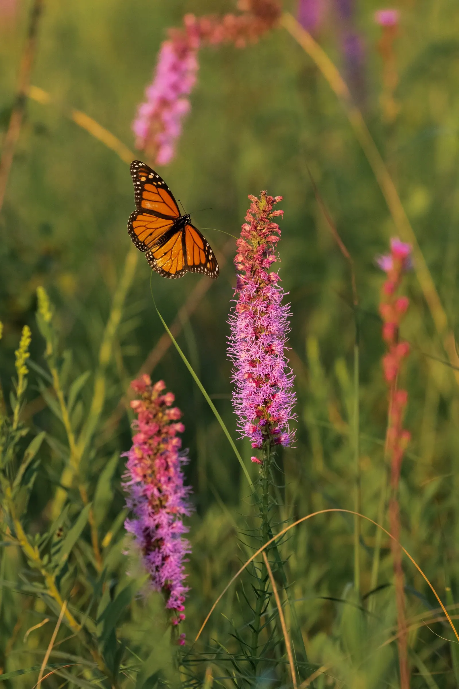 Spike Gayfeather, Blazing Star (Liatris Spicata) — offering a low-maintenance option for the landscape; giving it a distinctive, image 72