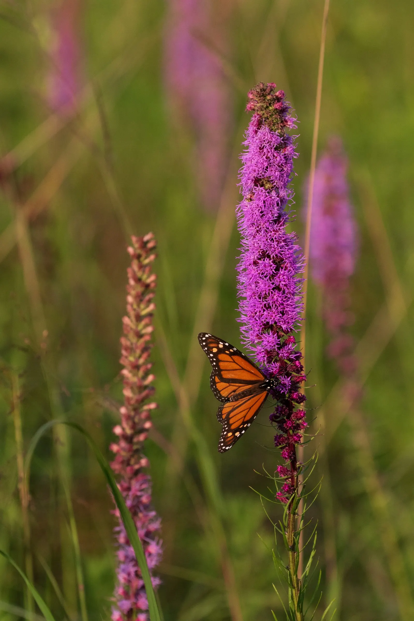 Spike Gayfeather, Blazing Star (Liatris Spicata) — Its vertical flower spikes; perennial for full or half, image 66