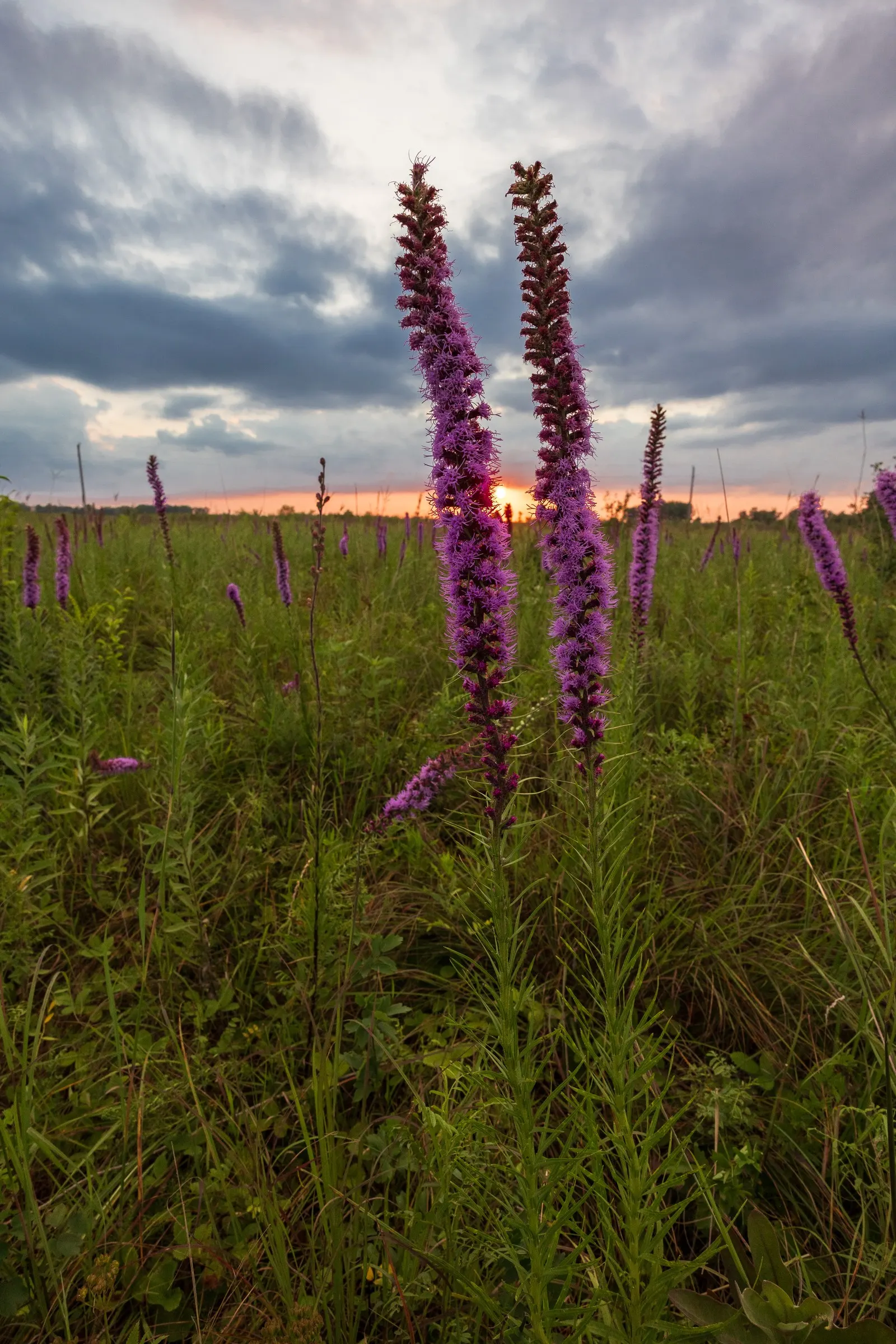 Spike Gayfeather, Blazing Star (Liatris Spicata) — lavender and purple flowers in the garden