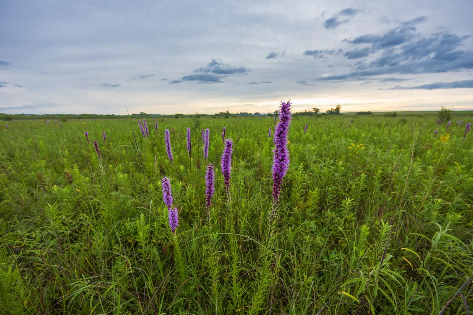 Spike Gayfeather, Blazing Star (Liatris Spicata) — giving it a distinctive appearance.<br><br>Hardy in USDA zones 3 through 8; enhancing the ecological value
