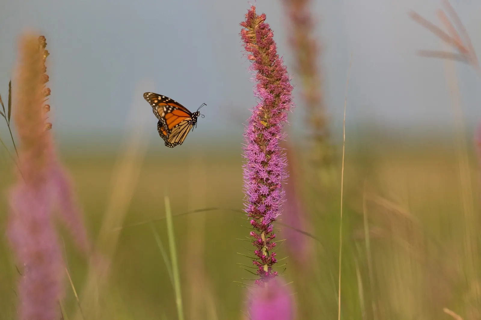 Spike Gayfeather, Blazing Star (Liatris Spicata) — Spike Gayfeather (Liatris spicata)