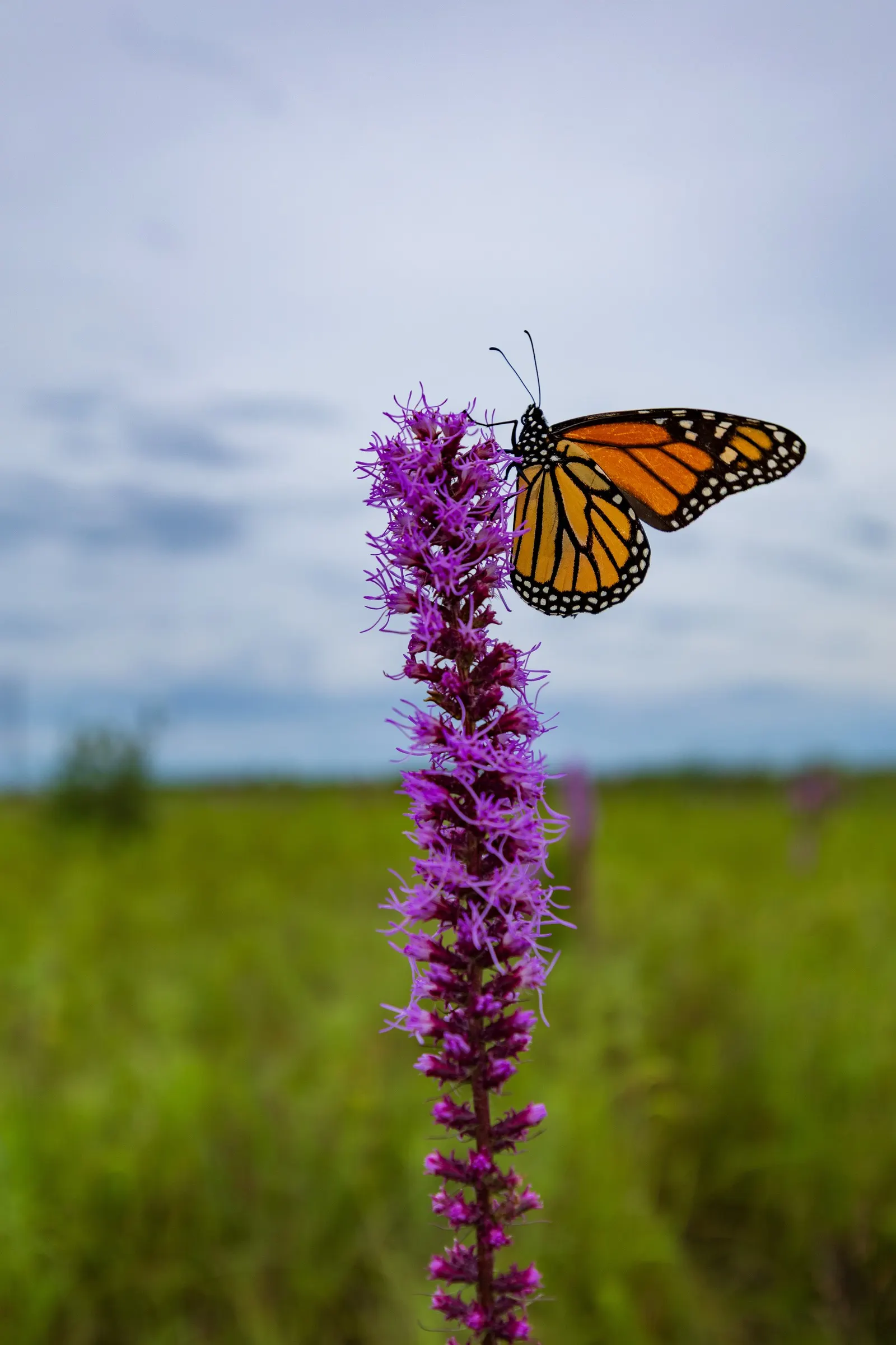 Spike Gayfeather, Blazing Star (Liatris Spicata) — rich purple to pinkish flower heads