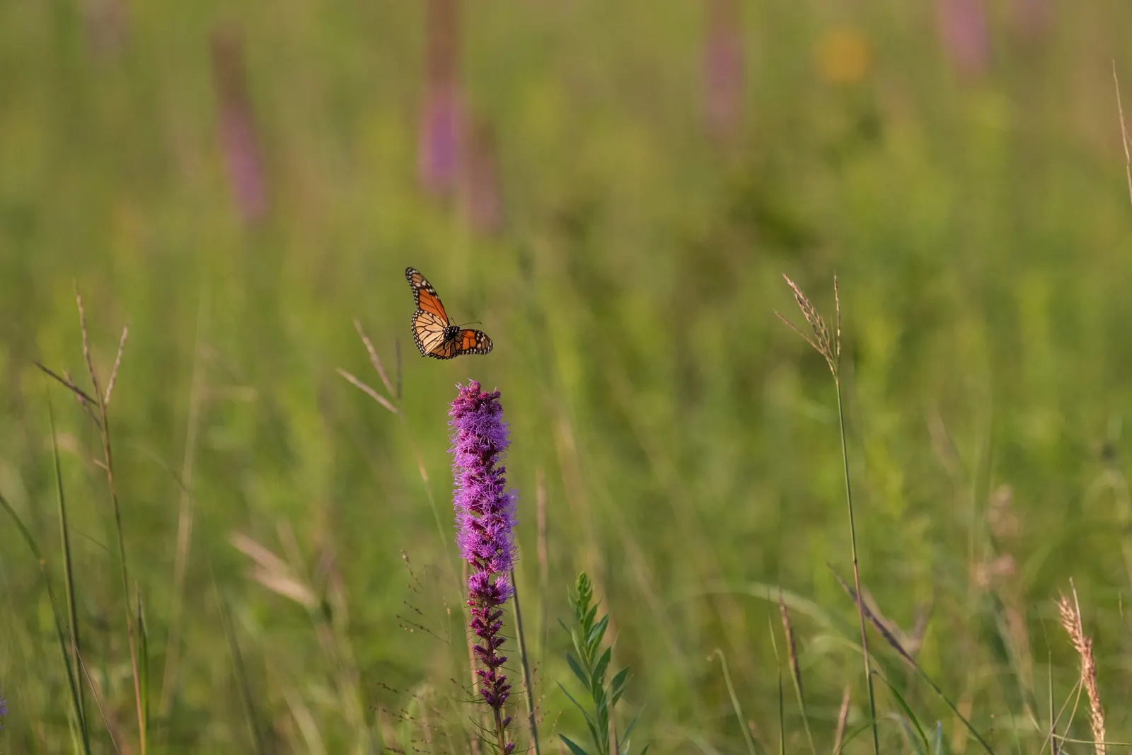 Spike Gayfeather, Blazing Star (Liatris Spicata) — offering a low-maintenance option for the landscape