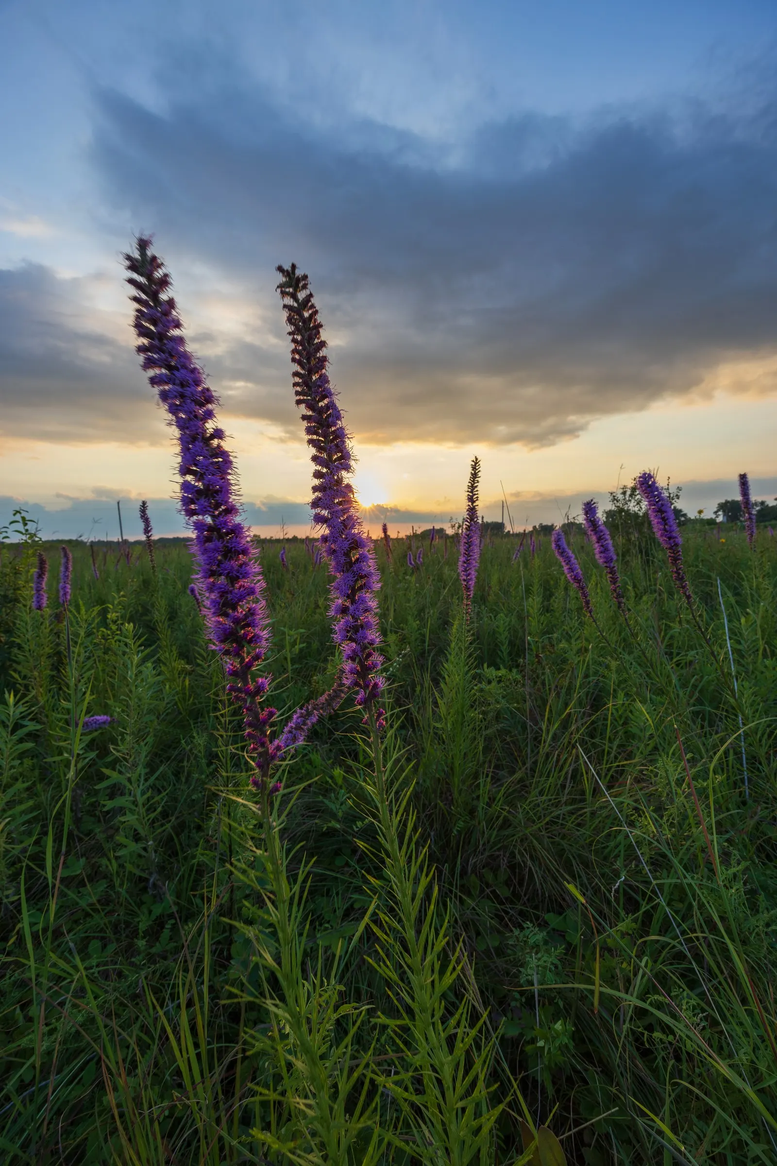 Spike Gayfeather, Blazing Star (Liatris Spicata) — Blazing Star thrives in full sun with well-drained soil