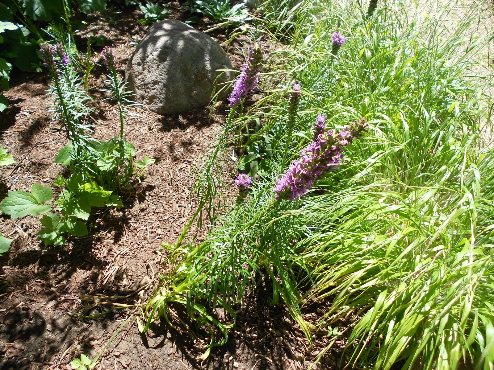 Spike Gayfeather, Blazing Star (Liatris Spicata) — Attractive to butterflies and bees, it's ideal for pollinator gardens