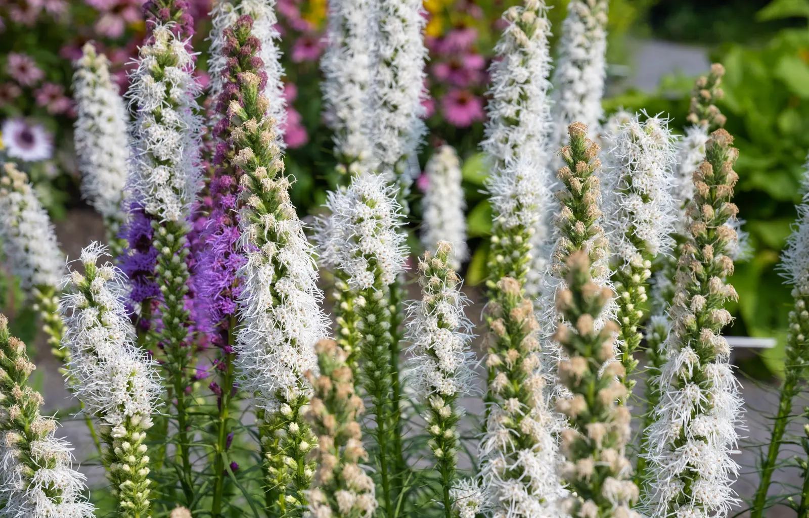 Spike Gayfeather, Blazing Star (Liatris Spicata) — commonly referred to as Blazing Star or Liatris spicata; rich purple to pinkish flower heads