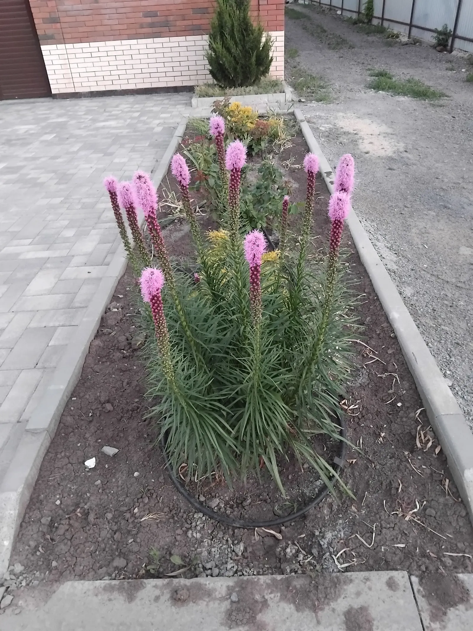 Spike Gayfeather, Blazing Star (Liatris Spicata) — rich purple to pinkish flower heads; attractive to butterflies and bees, it's ideal for pollinator gardens