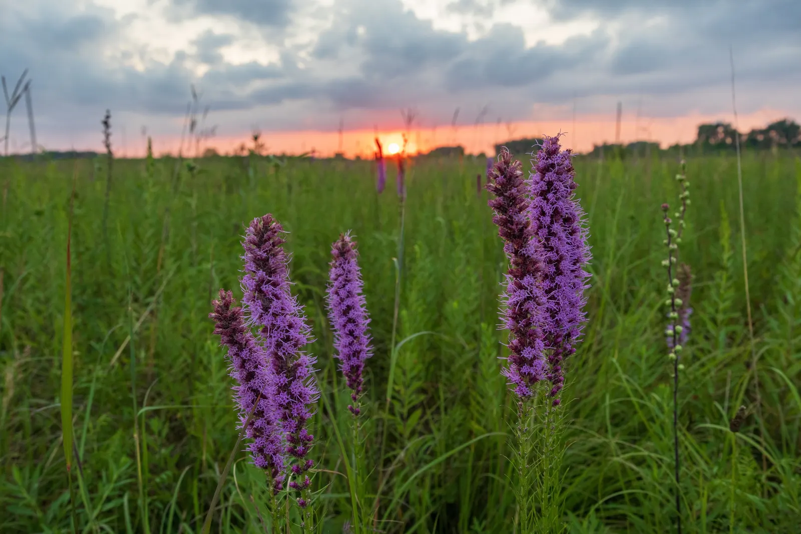 Spike Gayfeather, Blazing Star (Liatris Spicata) — dense spikes of purple flowers; lavender and purple flowers in the garden