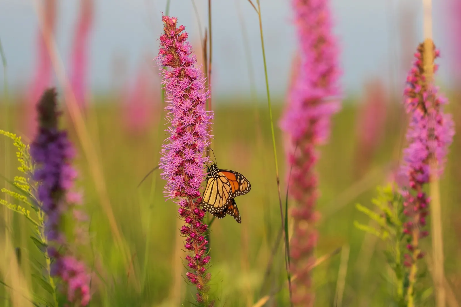 Spike Gayfeather, Blazing Star (Liatris Spicata) — With its grass-like foliage; moreover, it is deer-resistant, ensuring its vibrant display remains unmarred