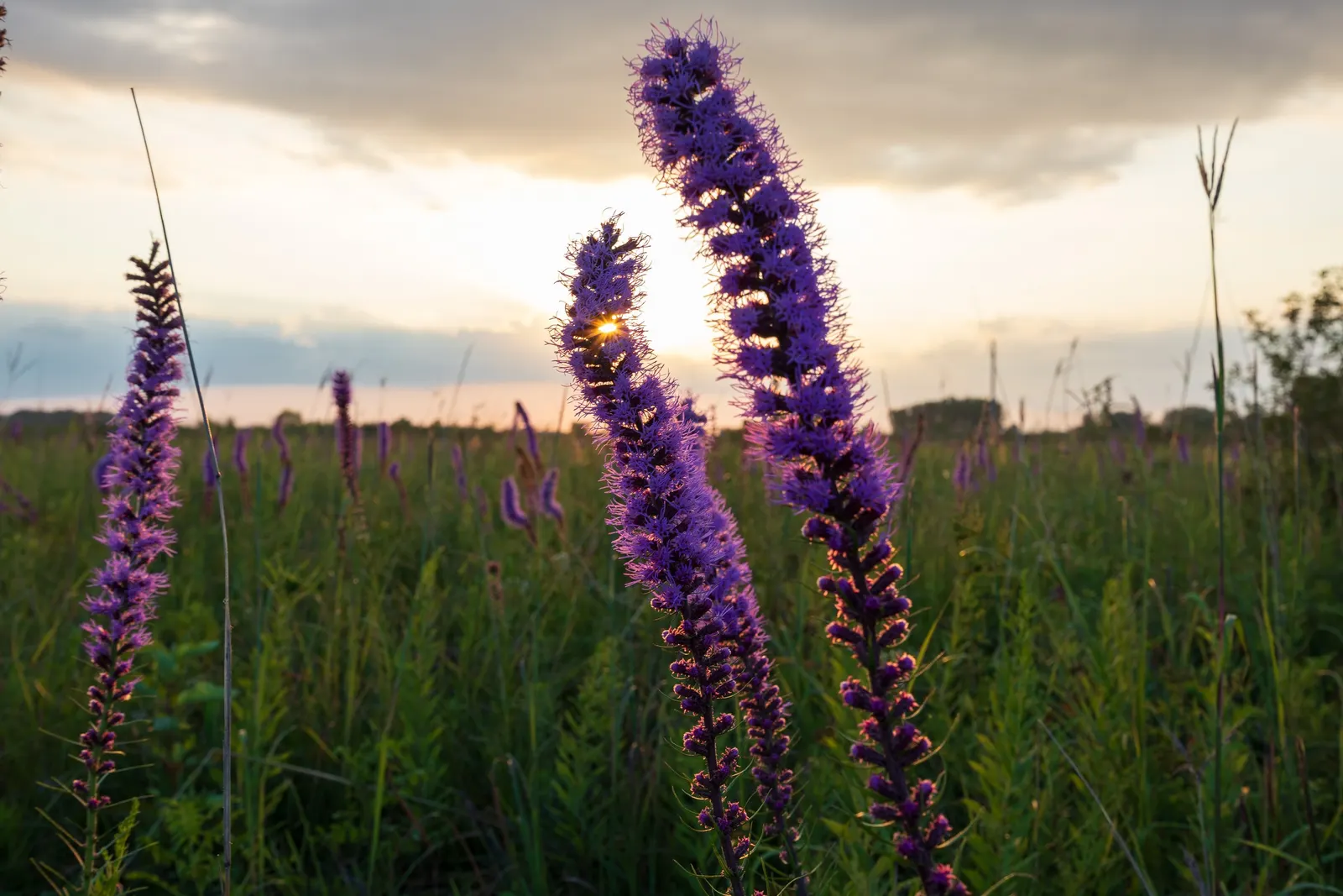 Spike Gayfeather, Blazing Star (Liatris Spicata) — When designing with this plant