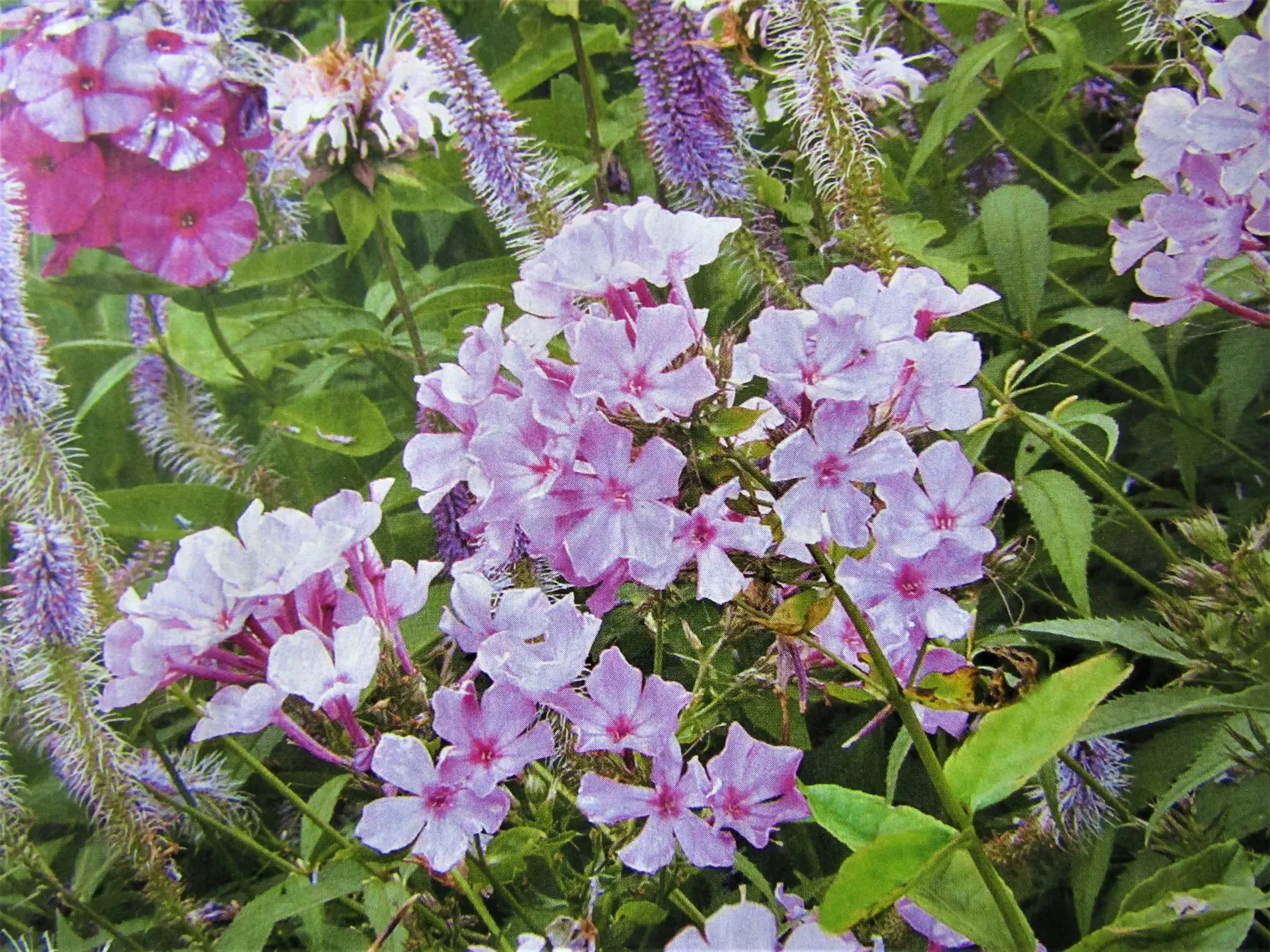 Bright Eyes Phlox (Phlox Paniculata 'Bright Eyes') — Thriving in full to partial sun, it reaches 18-24 inches in height and spreads 18-24 inches wide