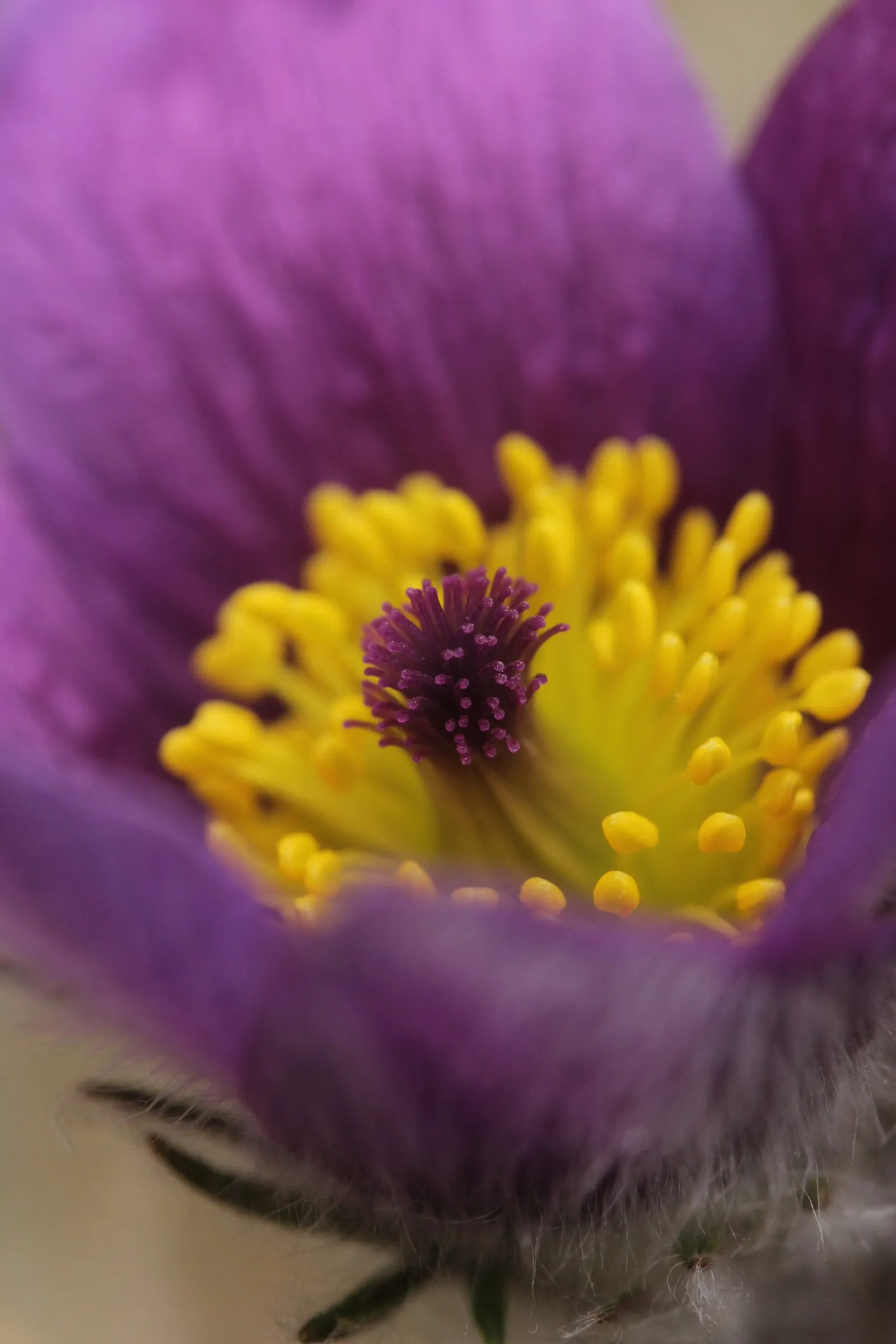 Pasque Flower (Pulsatilla Vulgaris) — bell-shaped blooms in violet