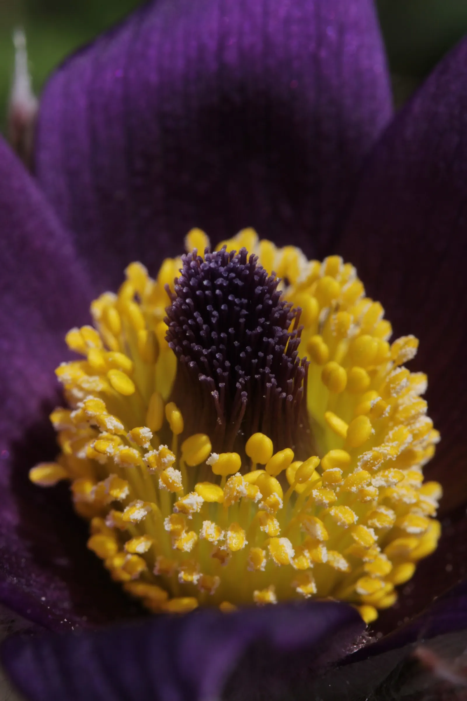 Pasque Flower (Pulsatilla Vulgaris) — scientifically named Pulsatilla vulgaris