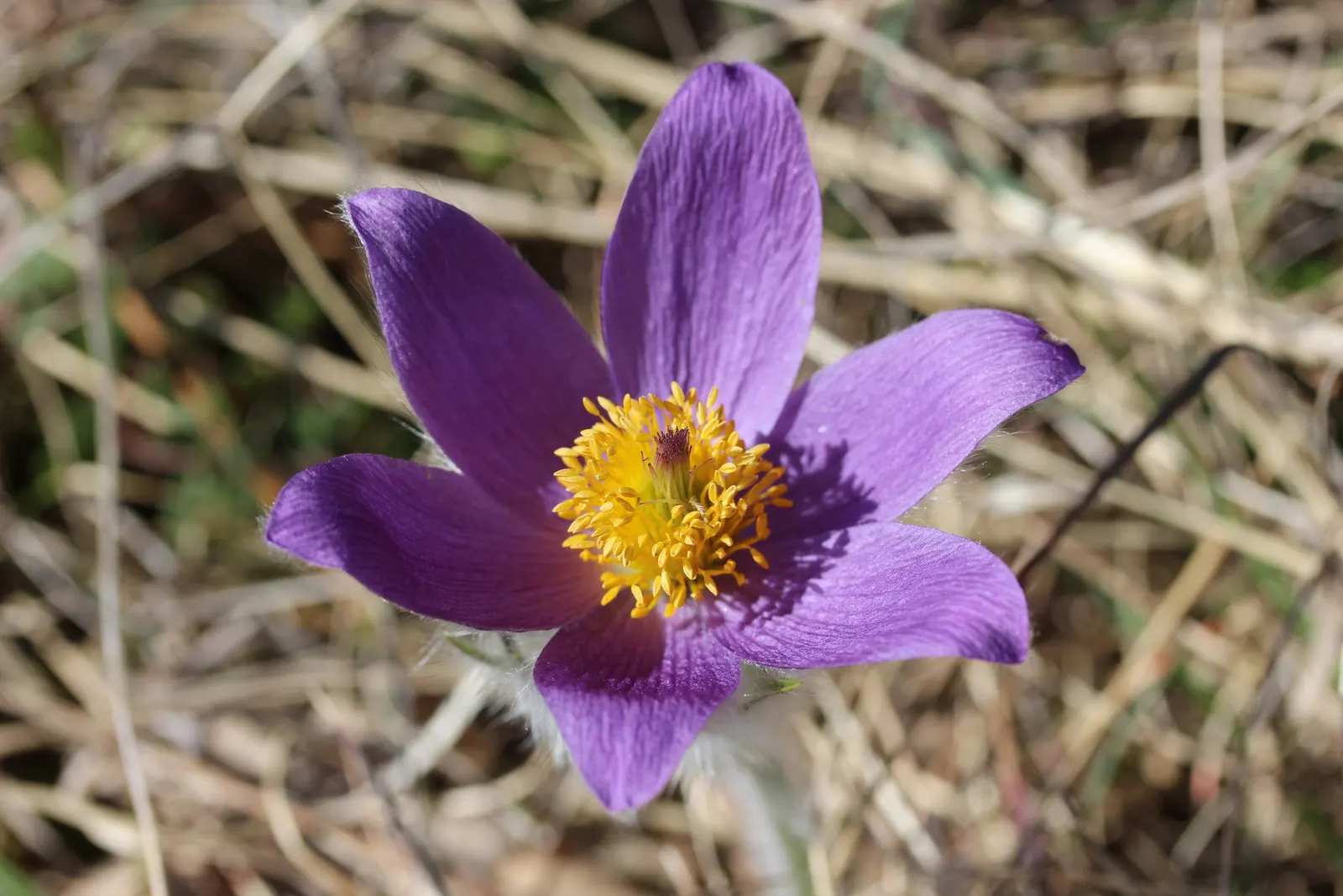 Pasque Flower (Pulsatilla Vulgaris) — this plant is hardy in USDA zones 4 to 8 and thrives in full sun to partial shade; and even white varieties, image 72