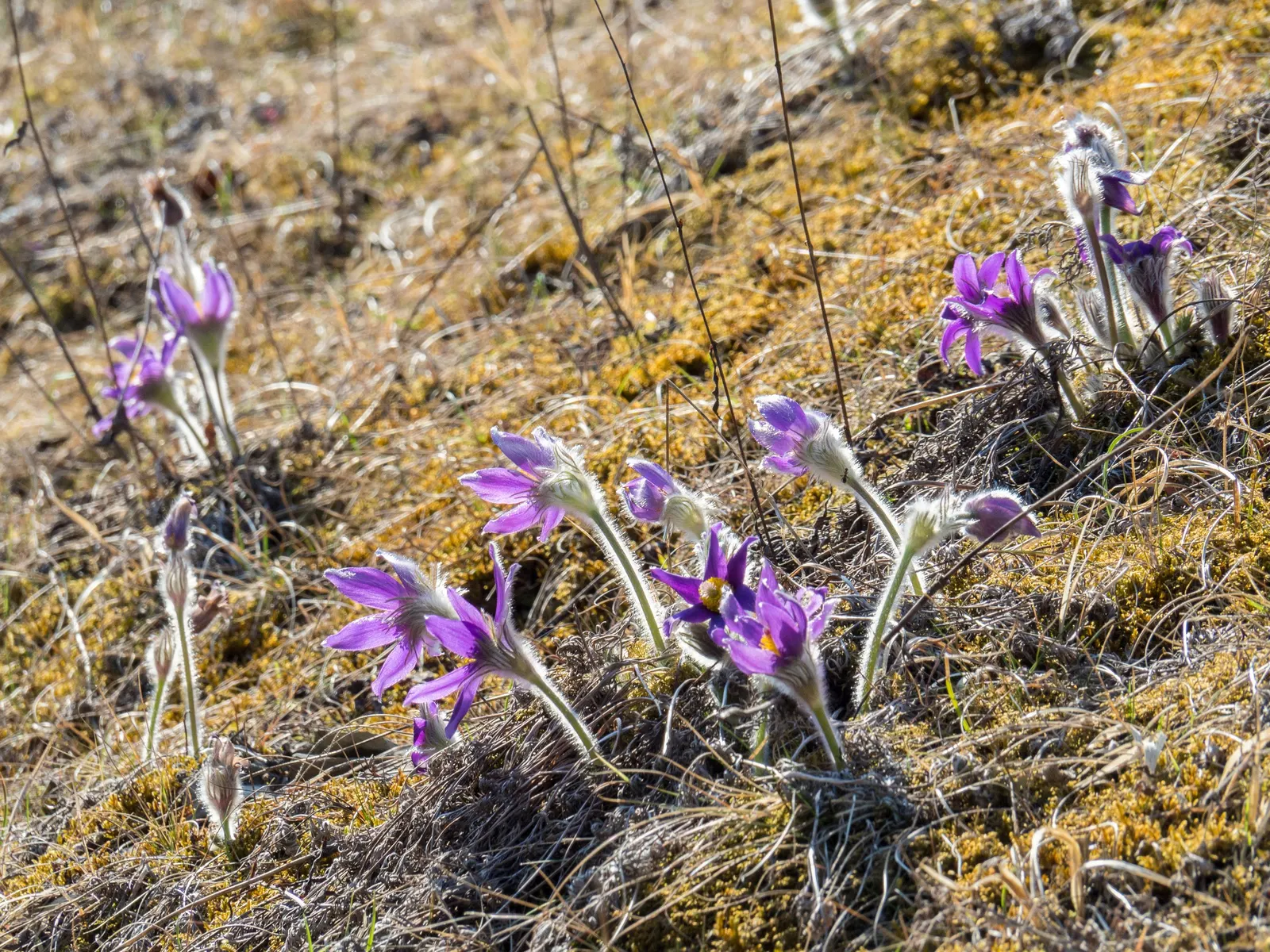 Pasque Flower (Pulsatilla Vulgaris) — growing to a mature size of around 8-12 inches in height and width; bell-shaped blooms in violet
