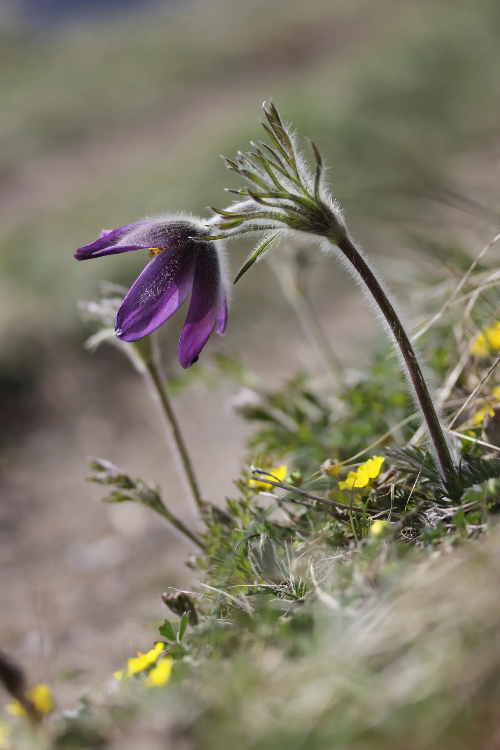 Pasque Flower (Pulsatilla Vulgaris) — as Pulsatilla vulgaris is sensitive to excessive moisture; perennial with blue blooms, image 176