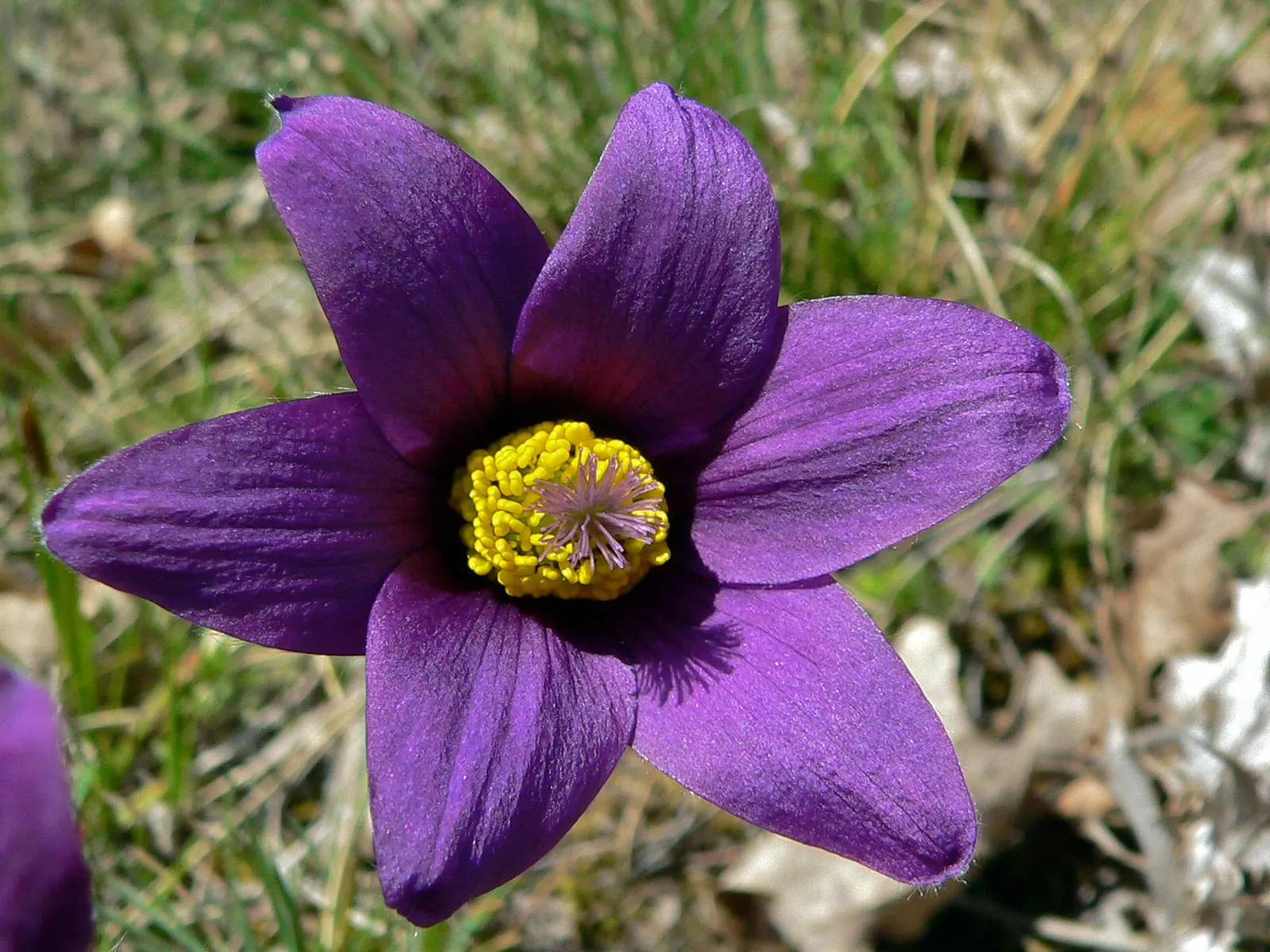 Pasque Flower (Pulsatilla Vulgaris) — fern-like foliage that emerges with a silvery hue; are bell-shaped and measure about 2 to 2.5 inches in diameter