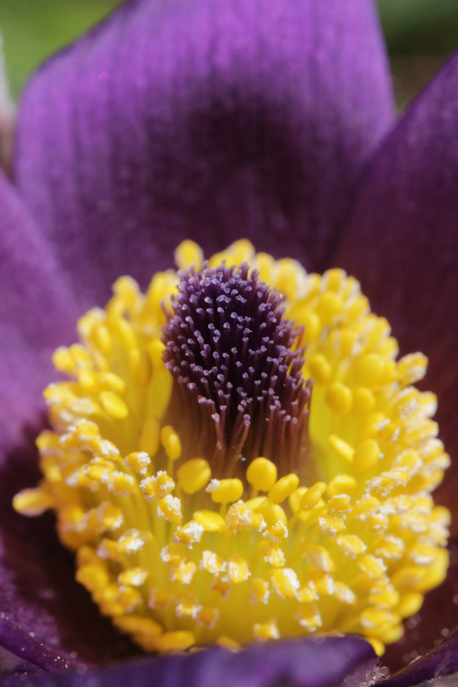 Pasque Flower (Pulsatilla Vulgaris) — Pulsatilla vulgaris typically grows to a height of 6 to 8 inches tall and spreads about the same in width