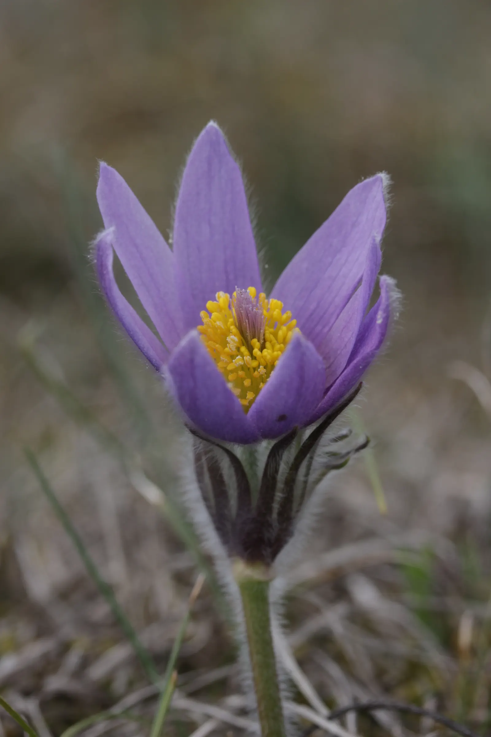 Pasque Flower (Pulsatilla Vulgaris) — followed by distinctive feathery seed heads; fern-like foliage that emerges with a silvery hue
