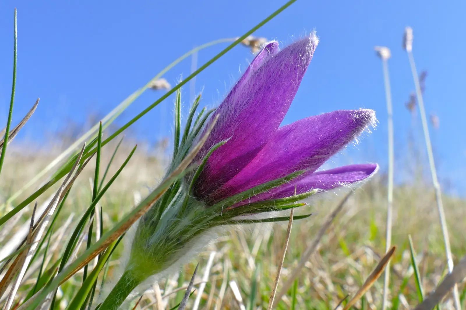 Pasque Flower (Pulsatilla Vulgaris) — Its delicate flowers emerge in early spring; scientifically named Pulsatilla vulgaris, image 96