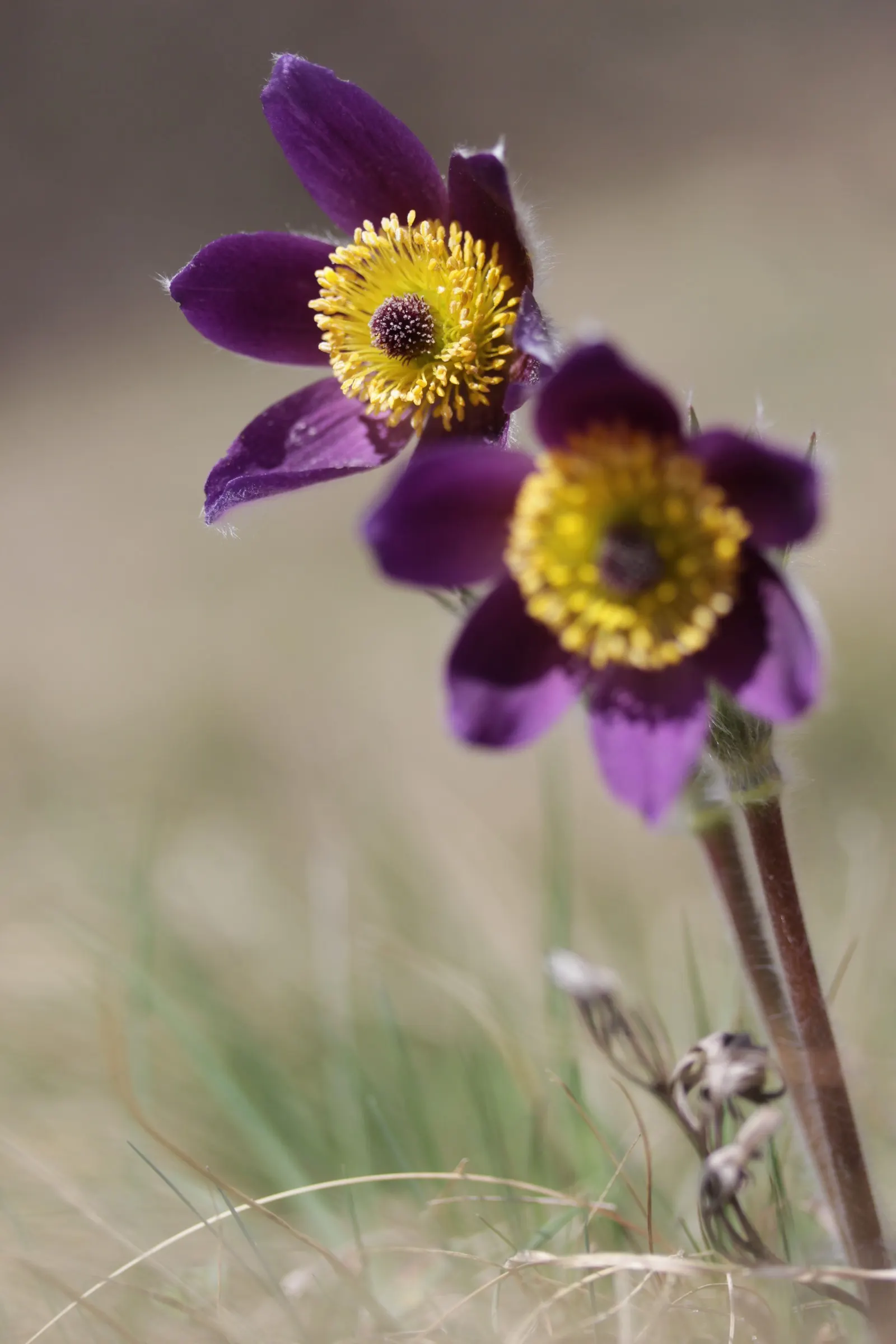 Pasque Flower (Pulsatilla Vulgaris) — making it an excellent low-growing ground cover or border plant.<br><br>With fine; this plant is hardy in, image 135