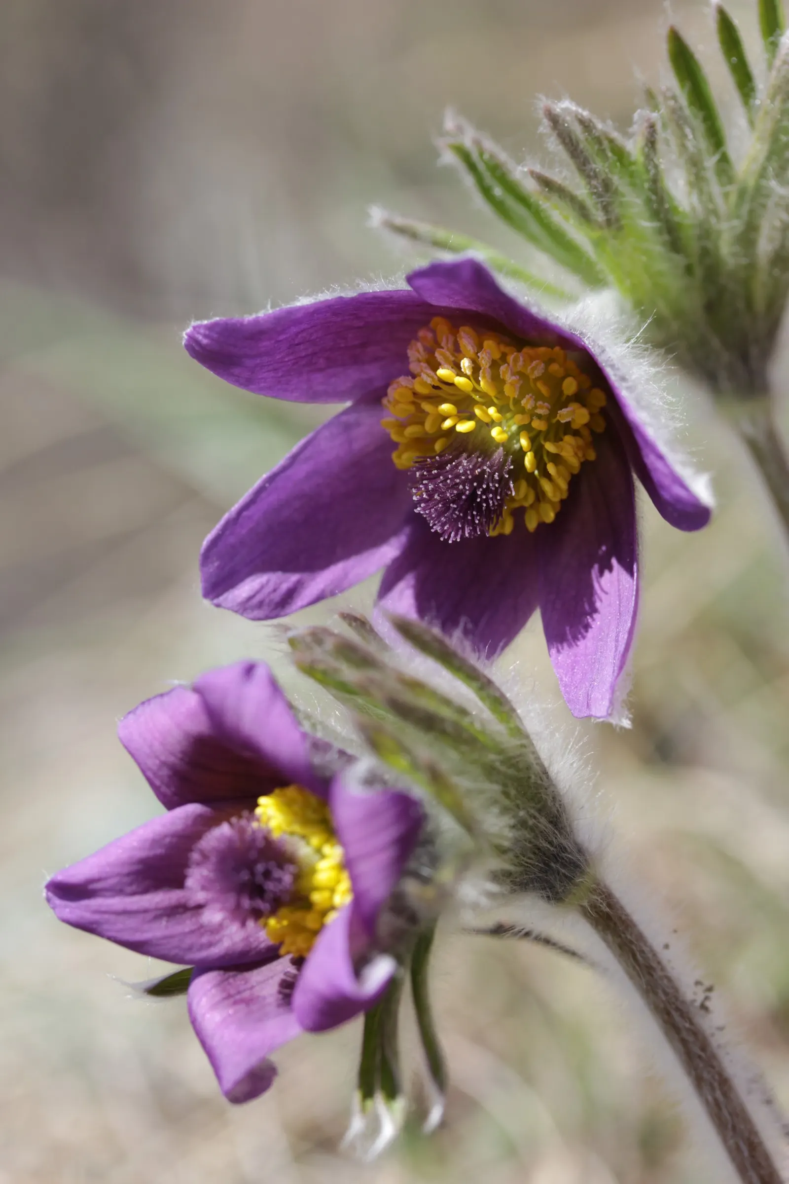 Pasque Flower (Pulsatilla Vulgaris) — It prefers a neutral to slightly alkaline pH and will require minimal maintenance once established; its, image 177