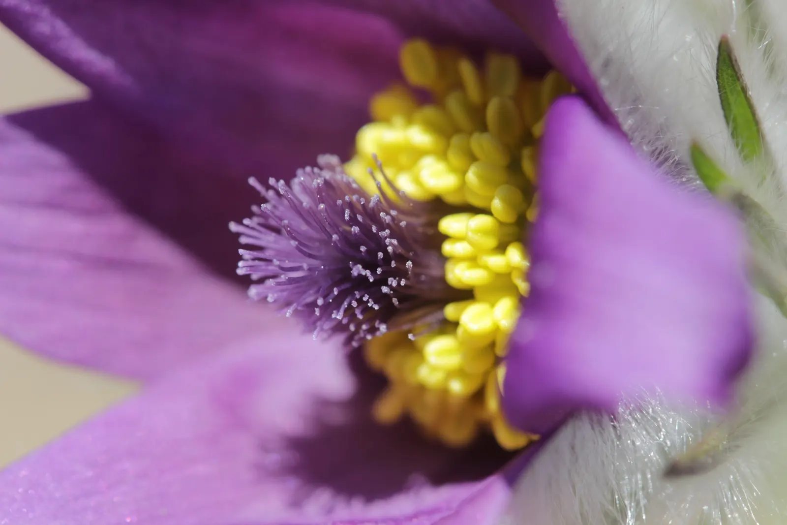 Pasque Flower (Pulsatilla Vulgaris) — perennial with blue blooms; their vibrant colors range from deep violet and lavender to red, image 89