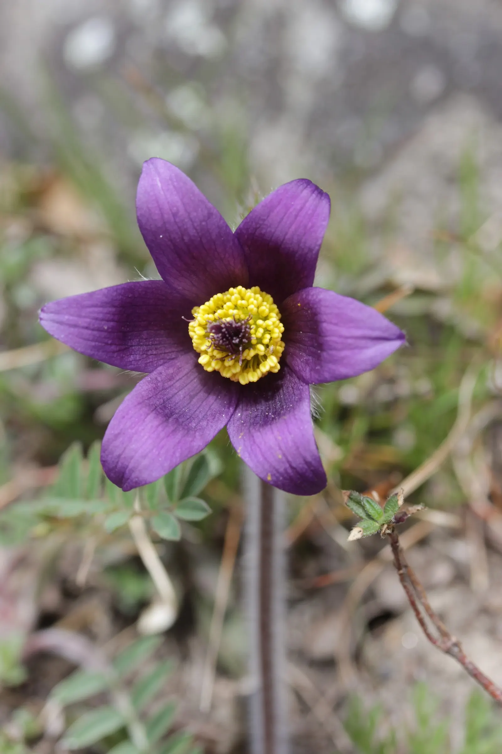 Pasque Flower (Pulsatilla Vulgaris) — scientifically named Pulsatilla vulgaris; perennial for full or half or shade, image 129