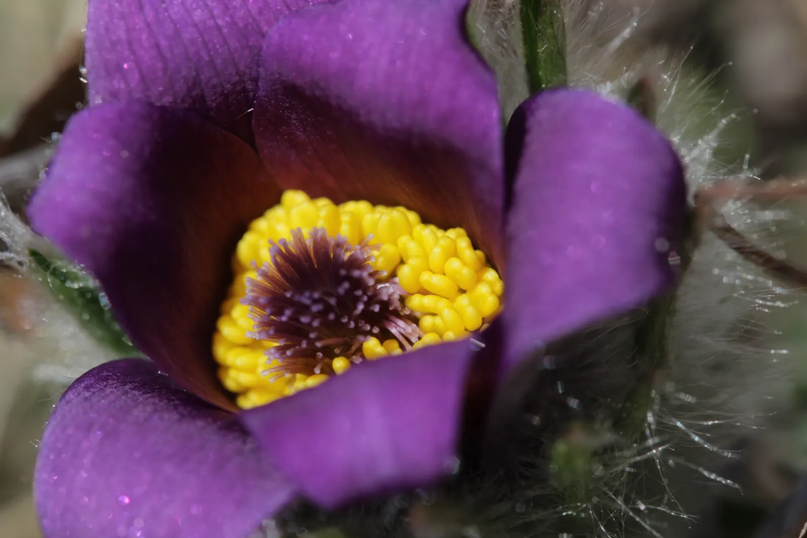 Pasque Flower (Pulsatilla Vulgaris) — textured backdrop for its showy blossoms; as Pulsatilla vulgaris is sensitive to excessive moisture, image 137