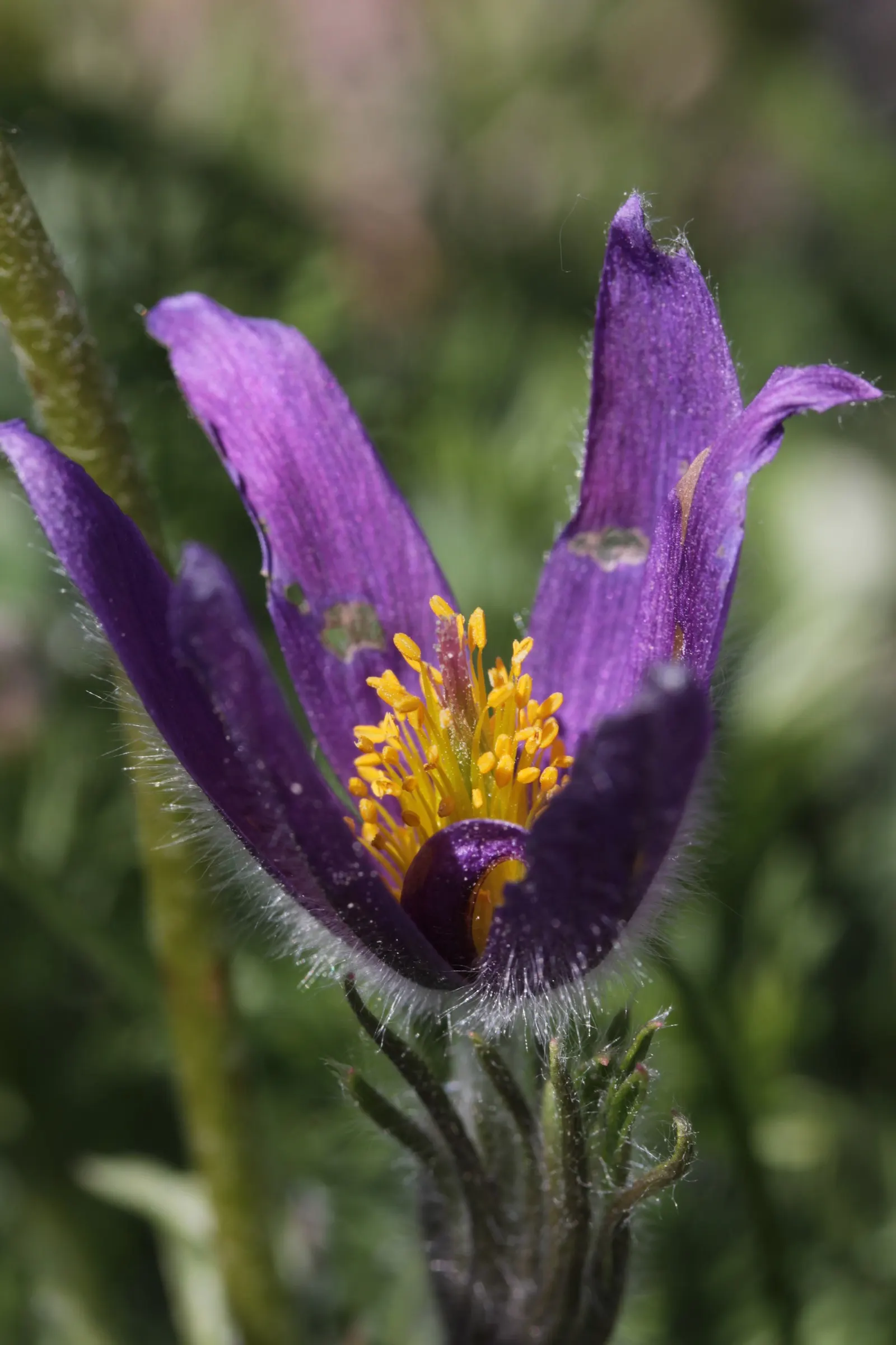 Pasque Flower (Pulsatilla Vulgaris) — making it an excellent low-growing ground cover or border plant.<br><br>With fine; this plant is hardy in, image 105