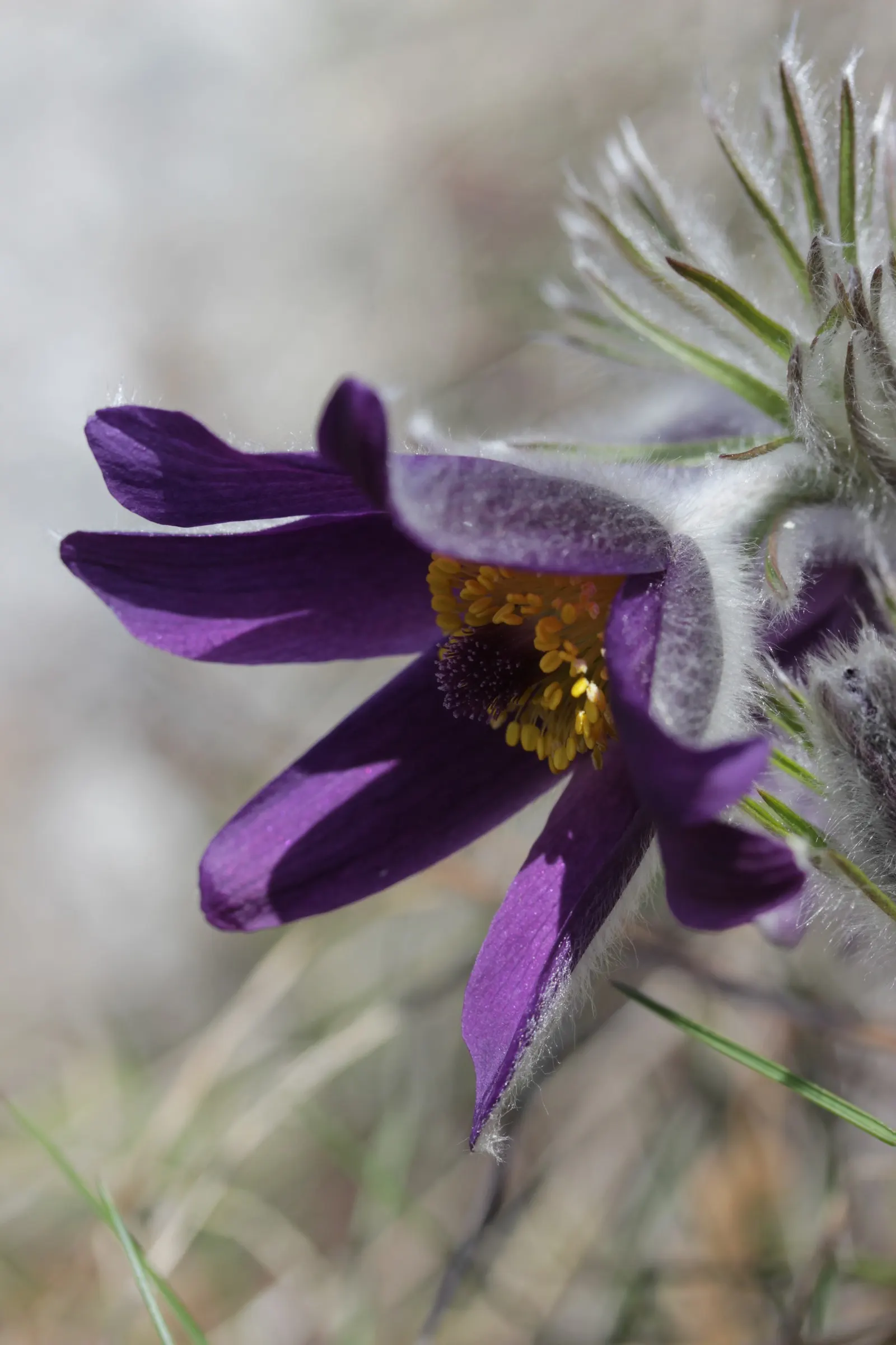 Pasque Flower (Pulsatilla Vulgaris) — Its delicate flowers emerge in early spring; scientifically named Pulsatilla vulgaris, image 156