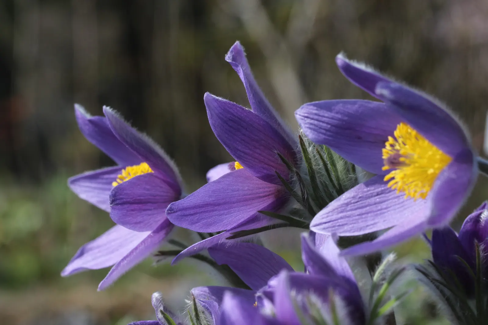 Pasque Flower (Pulsatilla Vulgaris) — Originating from European meadows and prairies; pulsatilla vulgaris typically grows to a height of 6 to 8, image 191