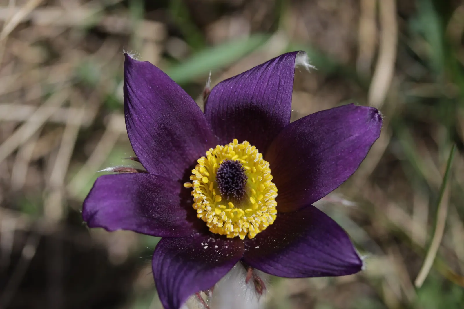 Pasque Flower (Pulsatilla Vulgaris) — this European native prefers well-drained soil; ensure the planting site has well-draining soil, image 184
