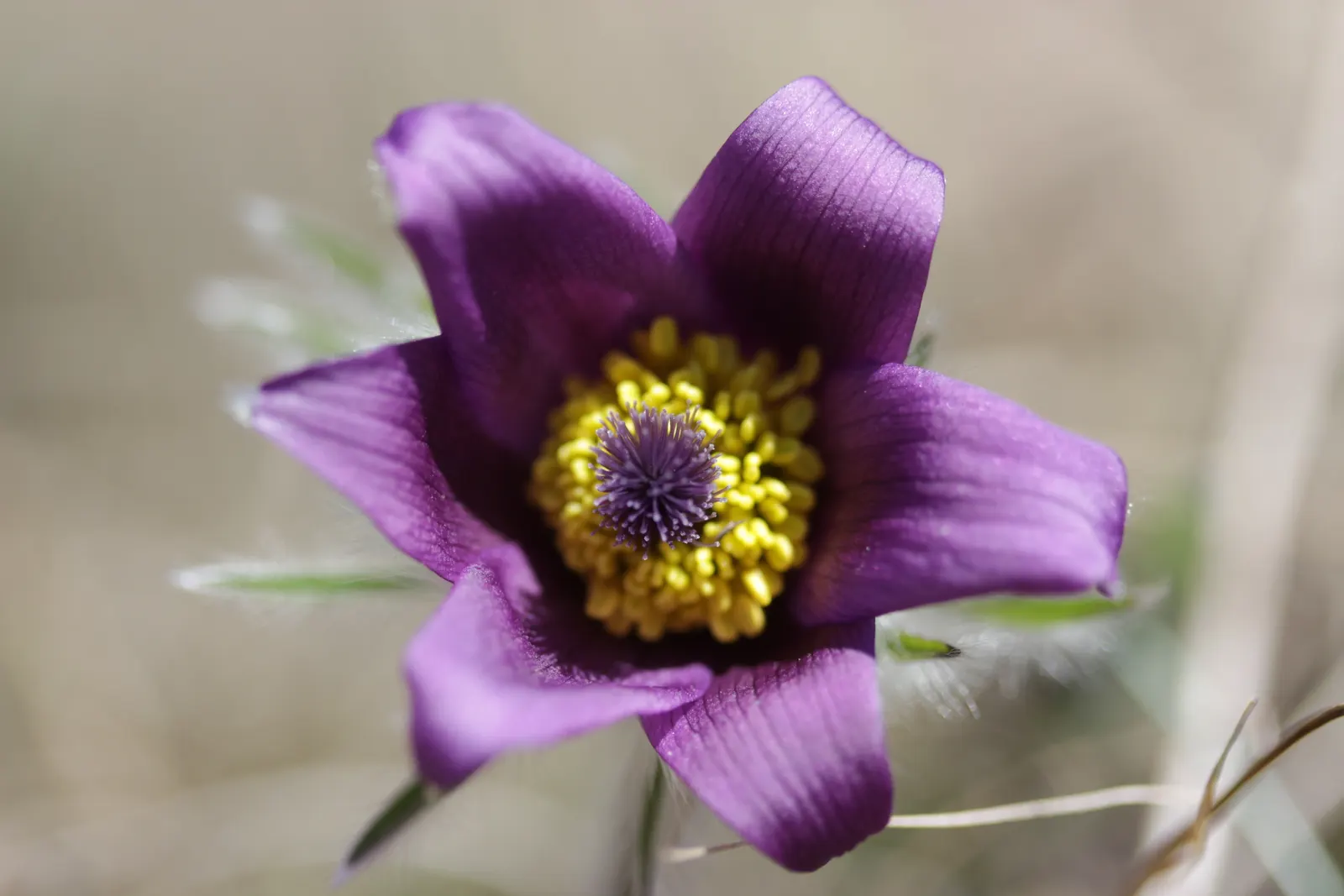 Pasque Flower (Pulsatilla Vulgaris) — are bell-shaped and measure about 2 to 2.5 inches in diameter; is a charming and resilient herbaceous perennial that