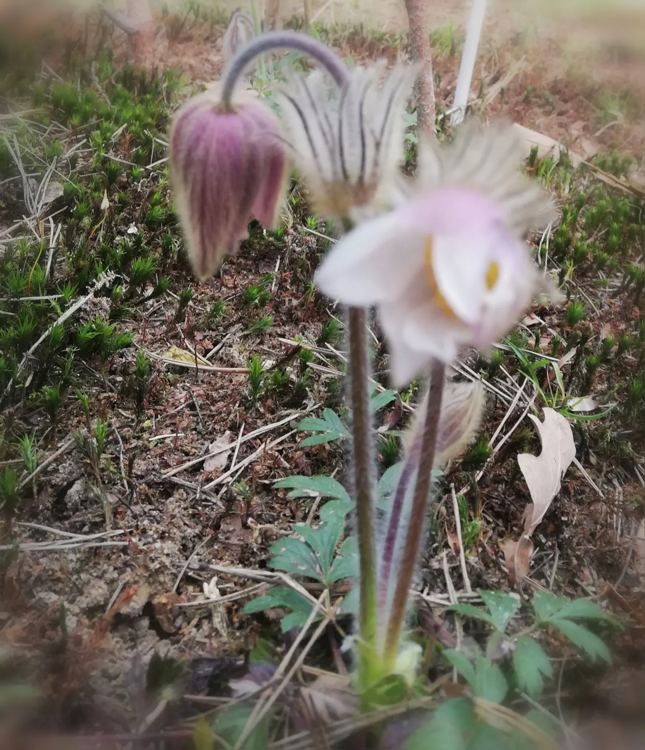 Pasque Flower (Pulsatilla Vulgaris) — Appreciated for its ornamental value; blue flowers in the garden, image 103