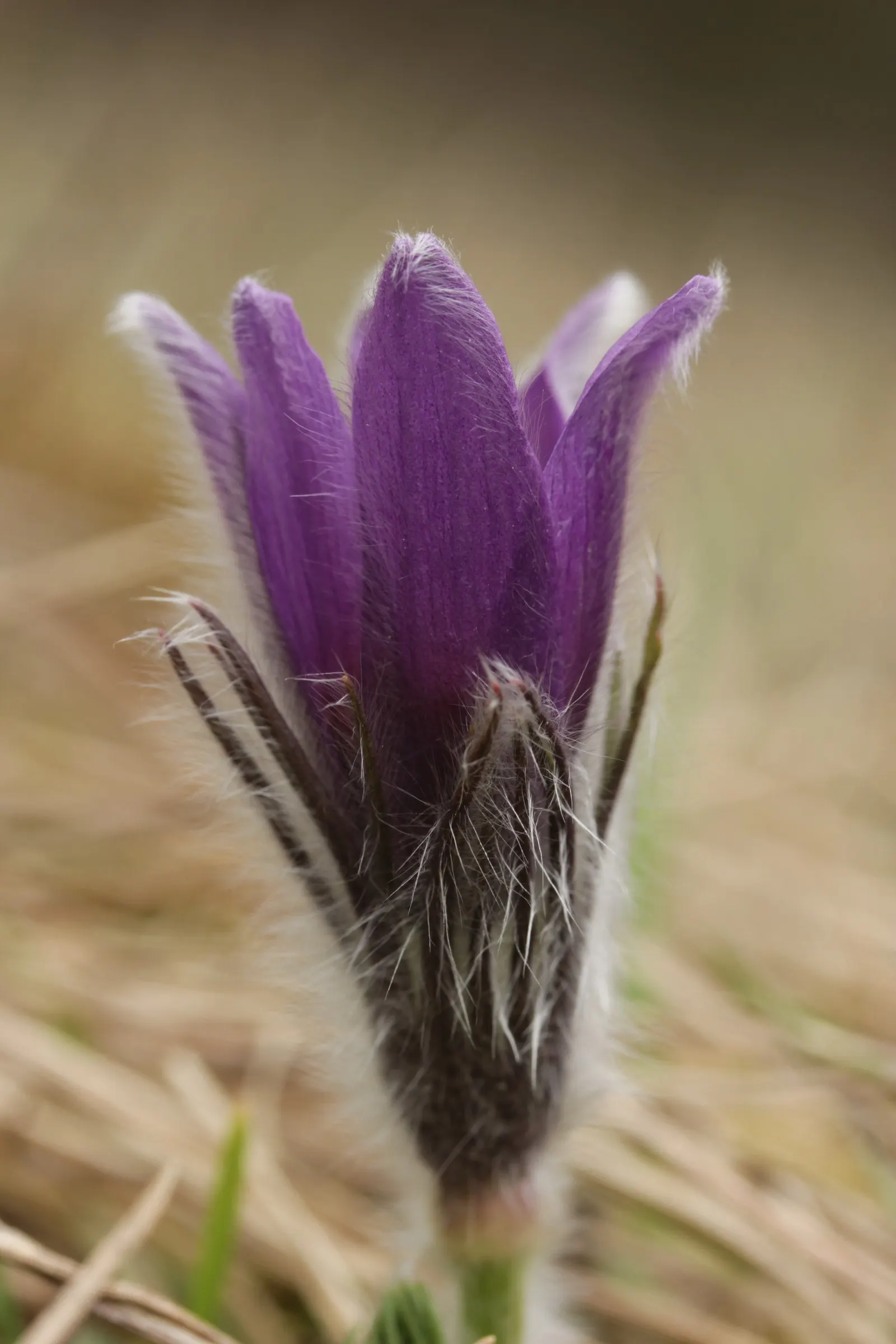 Pasque Flower (Pulsatilla Vulgaris) — bell-shaped blooms in violet; originating from European meadows and prairies, image 122