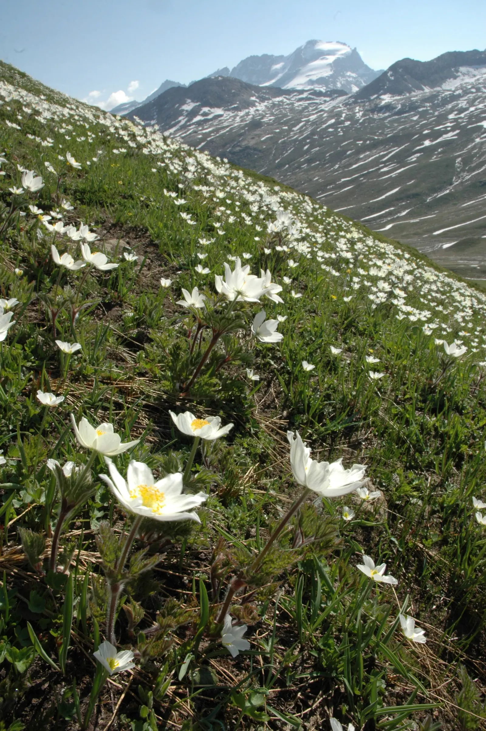 Pasque Flower (Pulsatilla Vulgaris) — scientifically named Pulsatilla vulgaris; perennial for full or half or shade, image 189