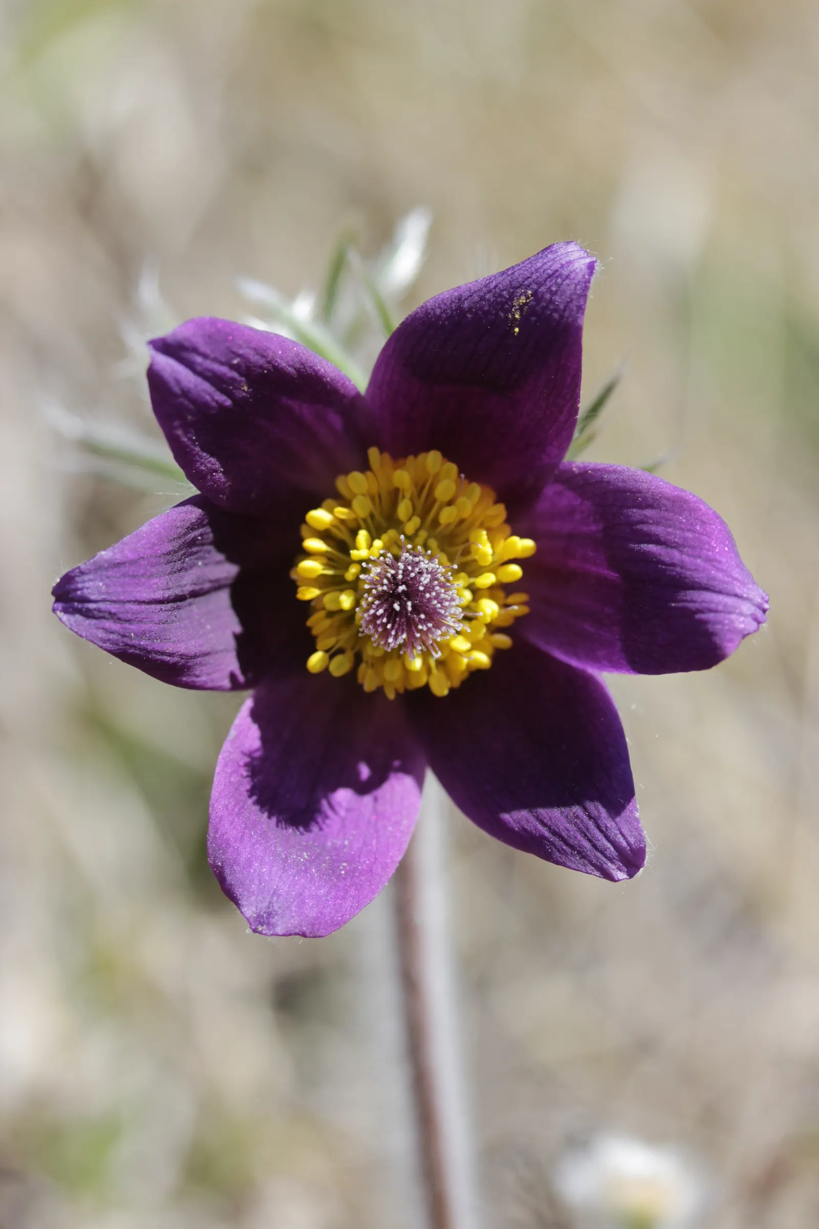 Pasque Flower (Pulsatilla Vulgaris) — Originating from European meadows and prairies; pulsatilla vulgaris typically grows to a height of 6 to 8, image 131