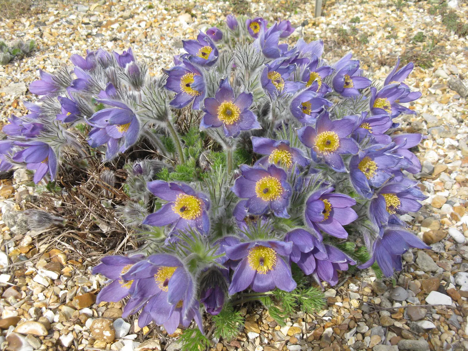 Pasque Flower (Pulsatilla Vulgaris) — this plant is hardy in USDA zones 4 to 8 and thrives in full sun to partial shade; and even white varieties, image 102