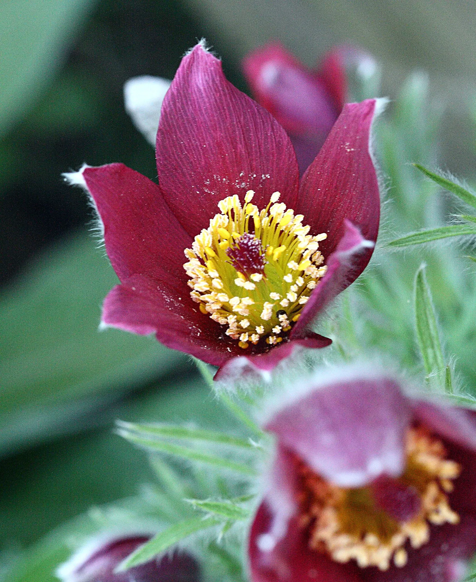 Pasque Flower (Pulsatilla Vulgaris) — growing to a mature size of around 8-12 inches in height and width; bell-shaped blooms in violet, image 155