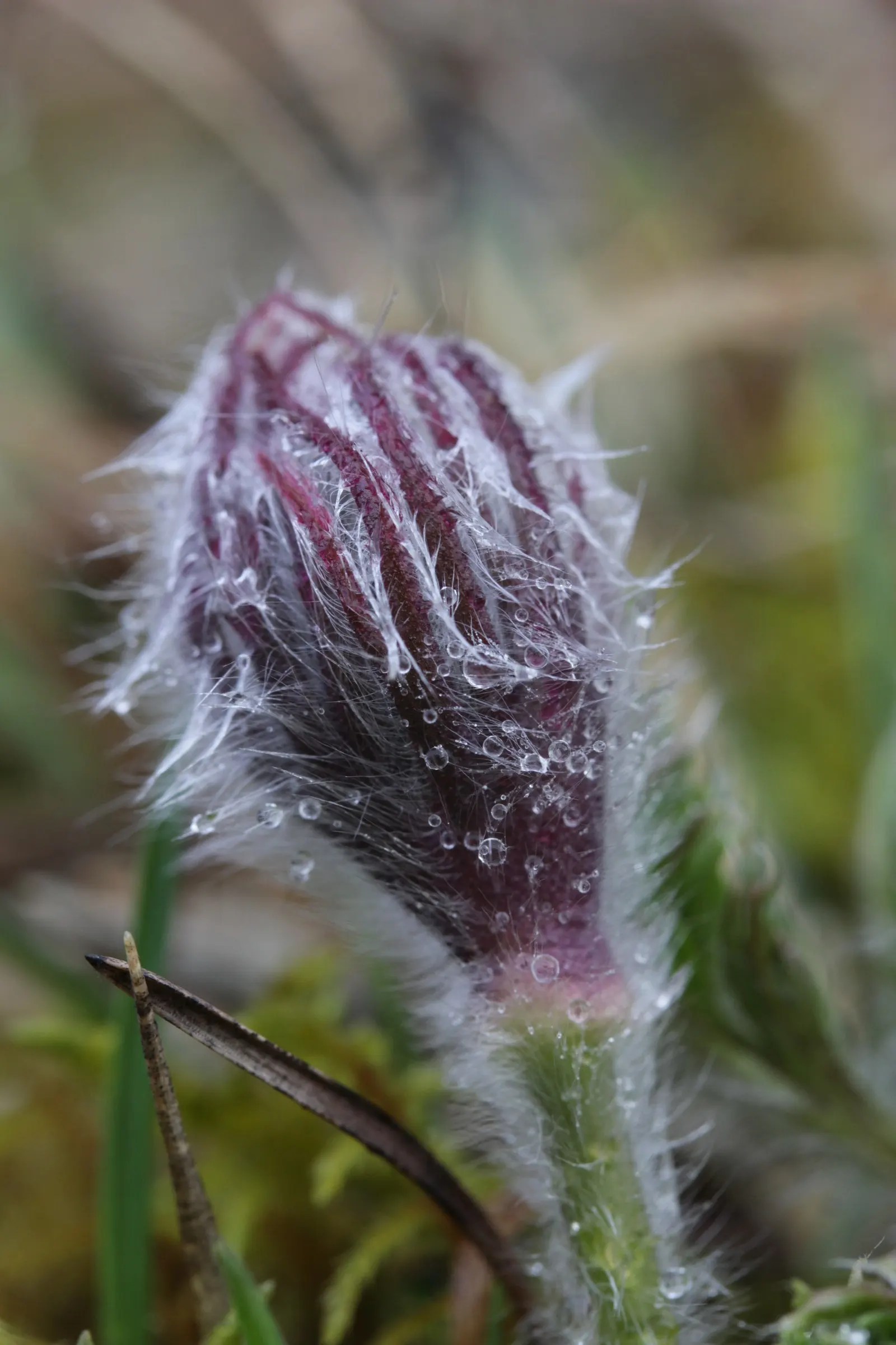 Pasque Flower (Pulsatilla Vulgaris) — this European native prefers well-drained soil; ensure the planting site has well-draining soil, image 154