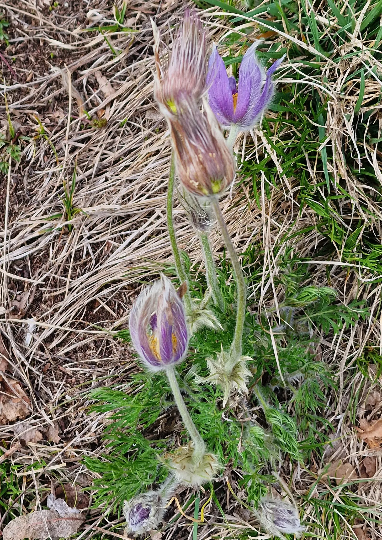 Pasque Flower (Pulsatilla Vulgaris) — Pulsatilla vulgaris typically grows to a height of 6 to 8 inches tall and spreads about the same in width, image 164