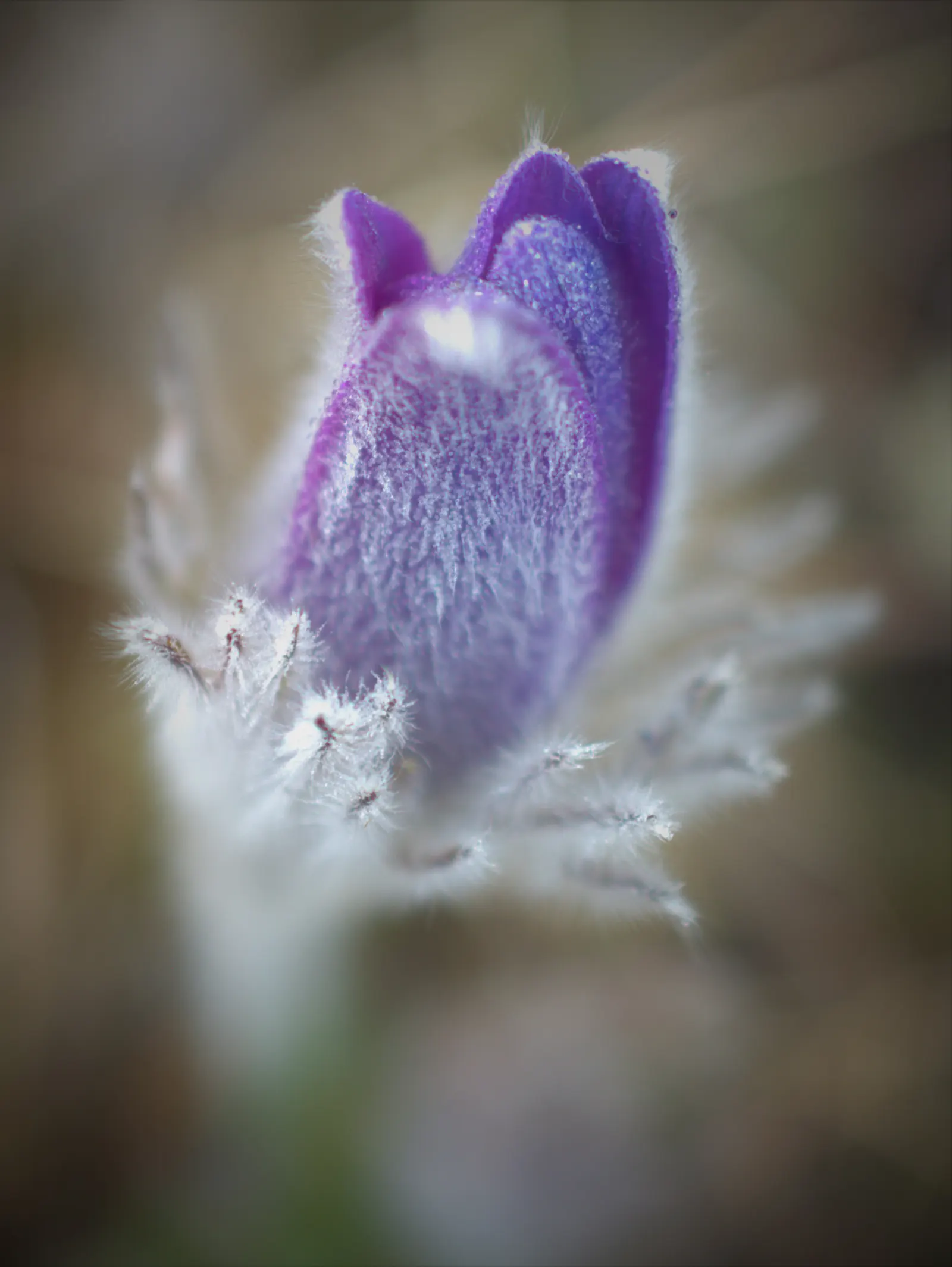 Pasque Flower (Pulsatilla Vulgaris) — followed by distinctive feathery seed heads