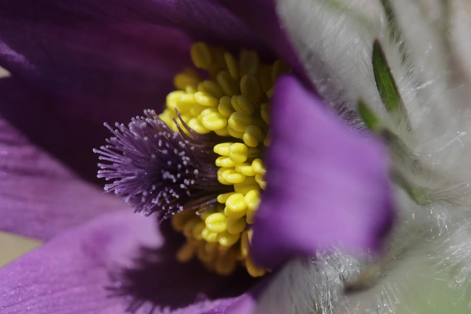 Pasque Flower (Pulsatilla Vulgaris) — Flourishing in full sun to part shade; appearing from early to mid-spring, image 183