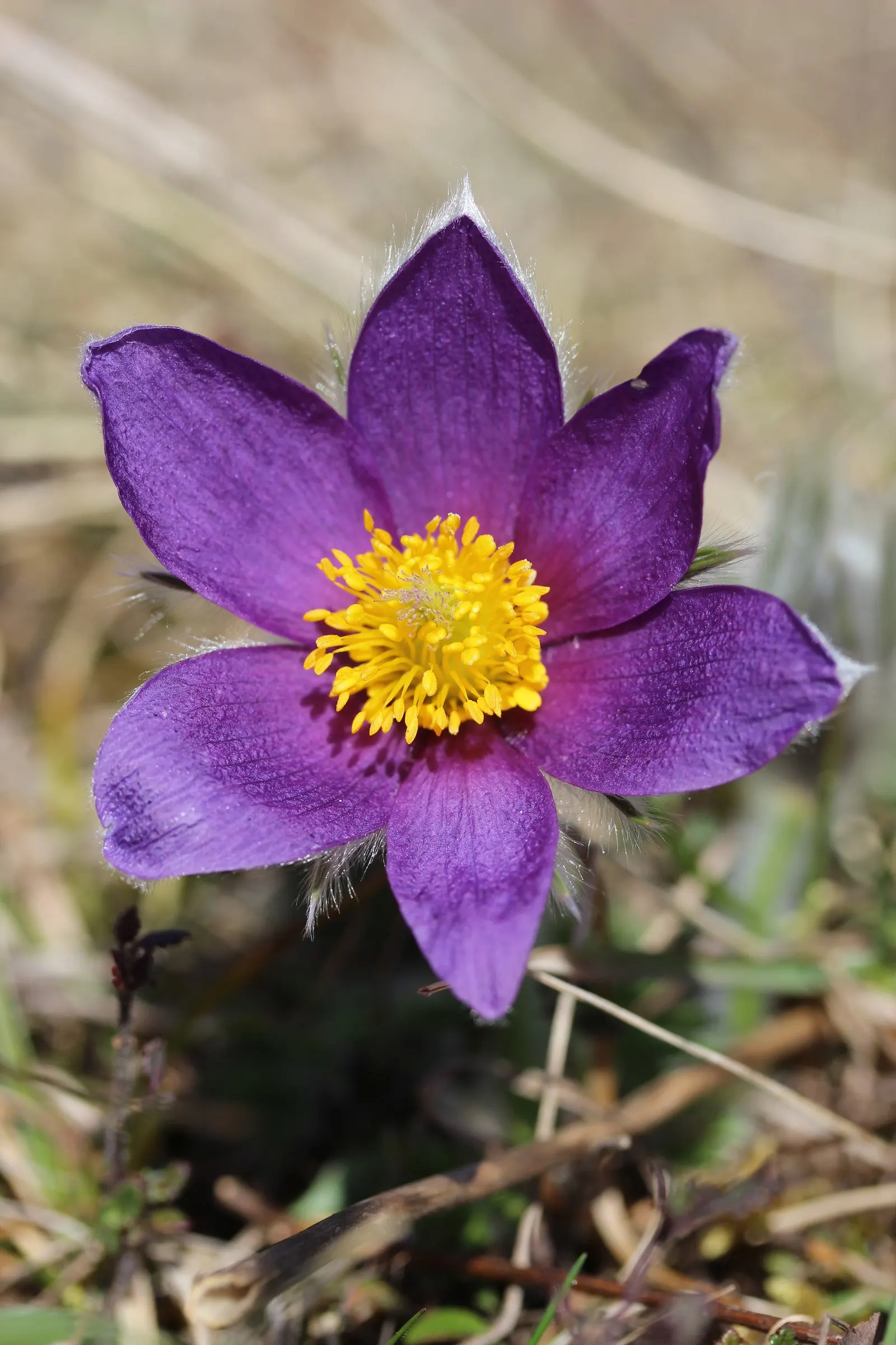 Pasque Flower (Pulsatilla Vulgaris) — adding textured interest to rock gardens and borders; adding a warm contrast.<br><br>As the season progresses, image 68