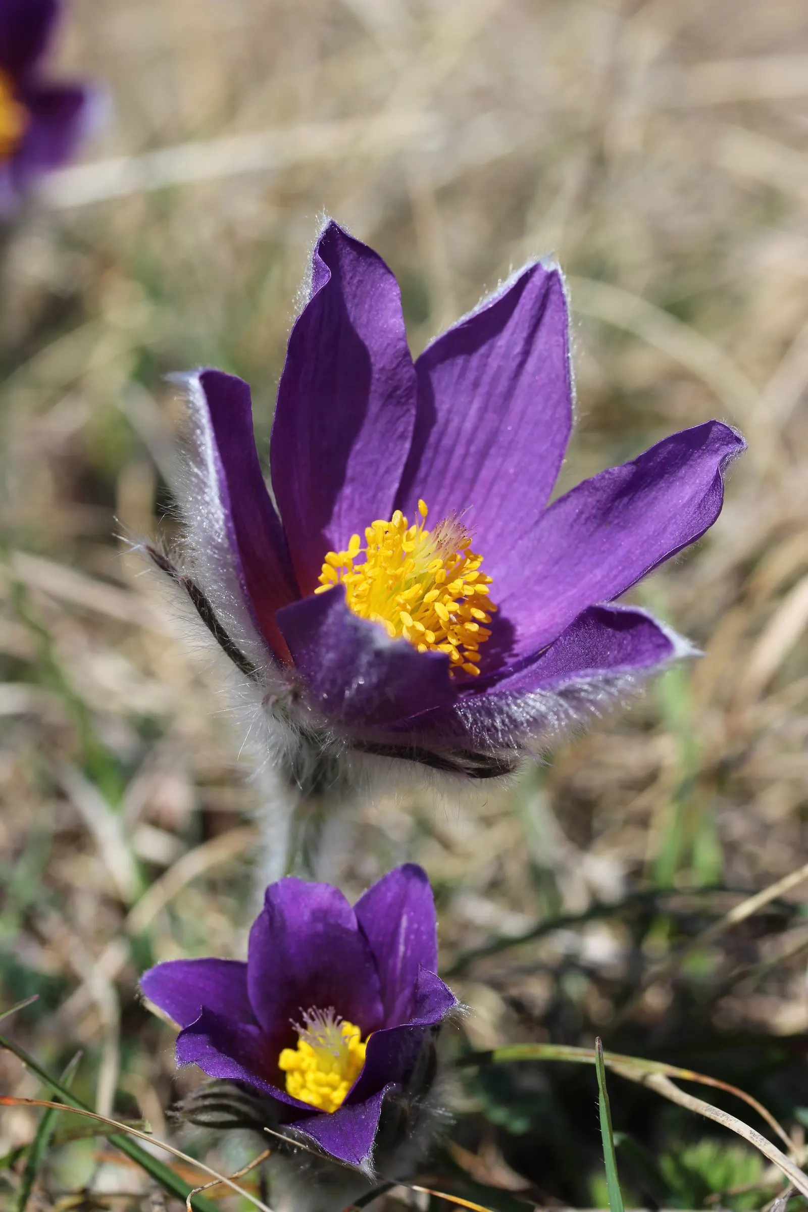 Pasque Flower (Pulsatilla Vulgaris) — Originating from European meadows and prairies; pulsatilla vulgaris typically grows to a height of 6 to 8, image 161