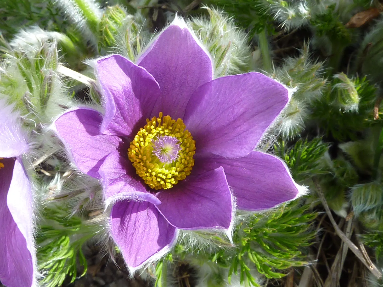 Pasque Flower (Pulsatilla Vulgaris) — and even white varieties exist for a softer accent; the Pasque Flower's distinctive seed heads develop, image 171